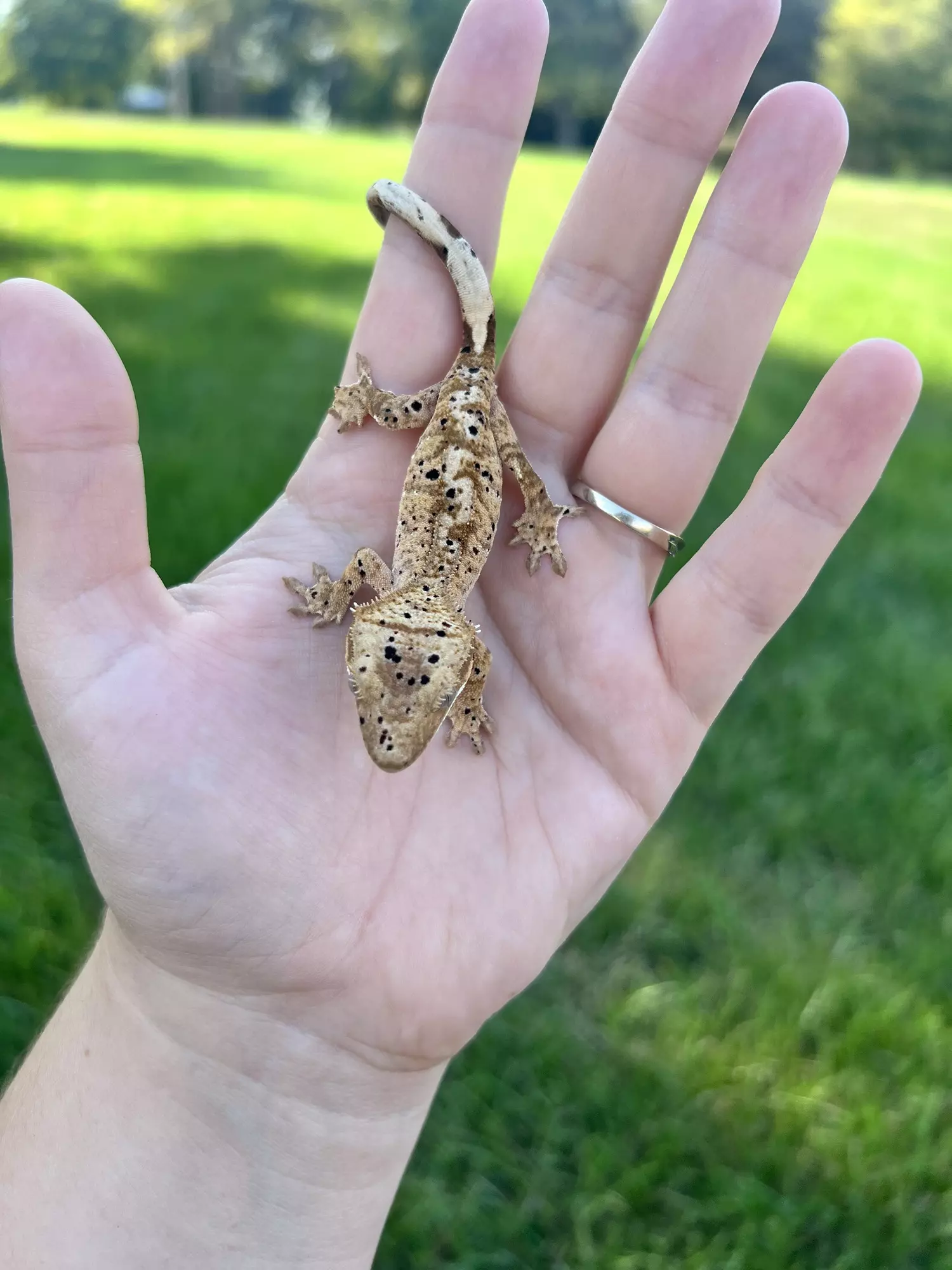 plant/MTT3: Pores Seen: 8 grams-1