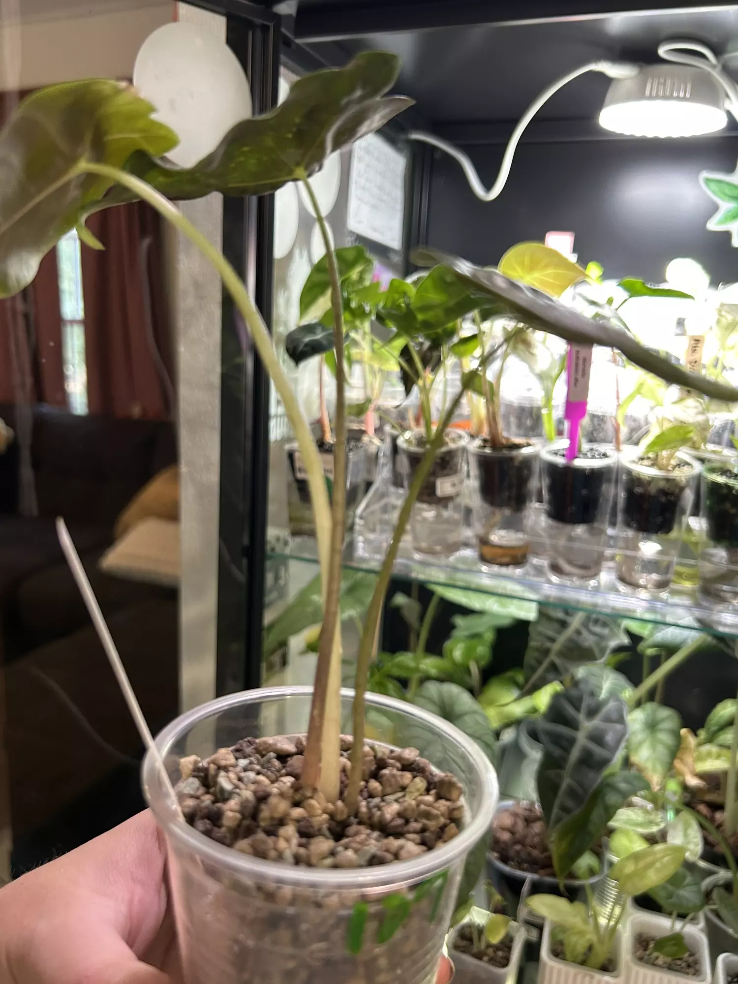 plant/Alocasia Longiloba Purple Vein 109-2