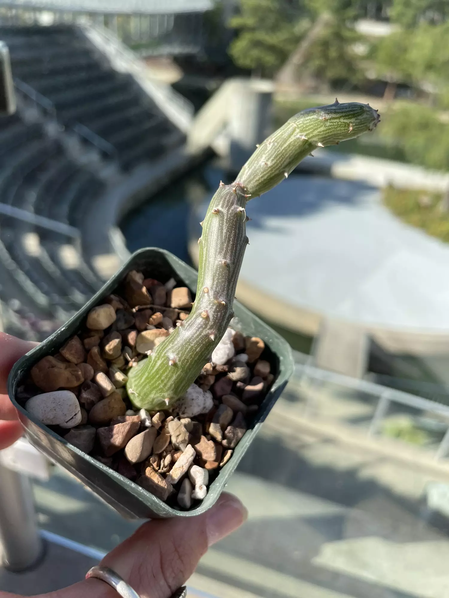 plant/“Inch worm,” Senecio pendulus-0