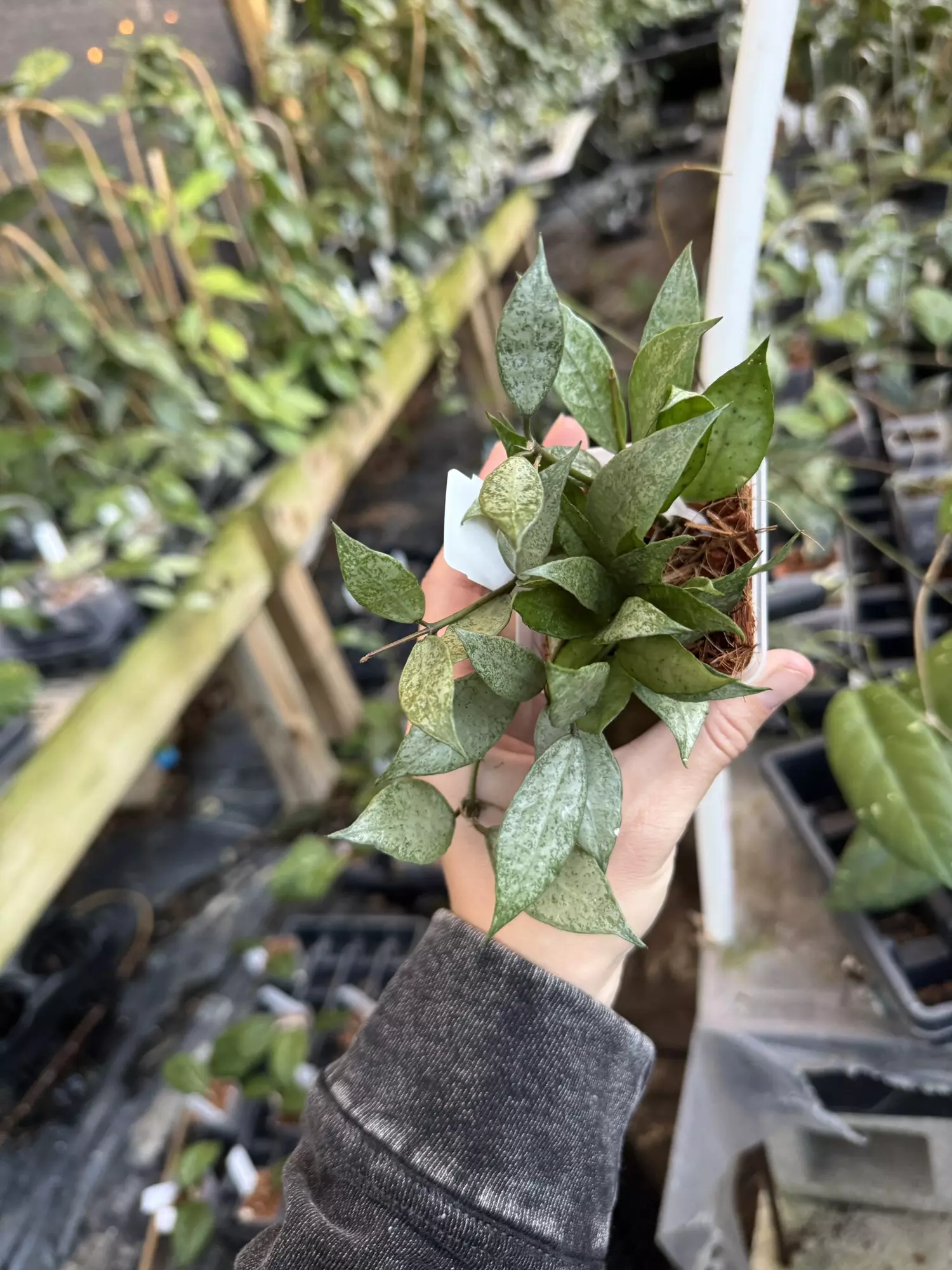 plant/Hoya lacunosa white pearl -0