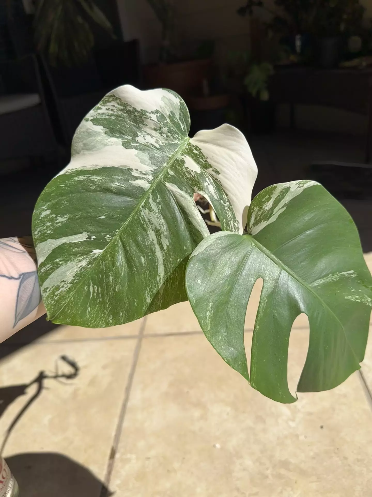 plant/Monstera Albo-1
