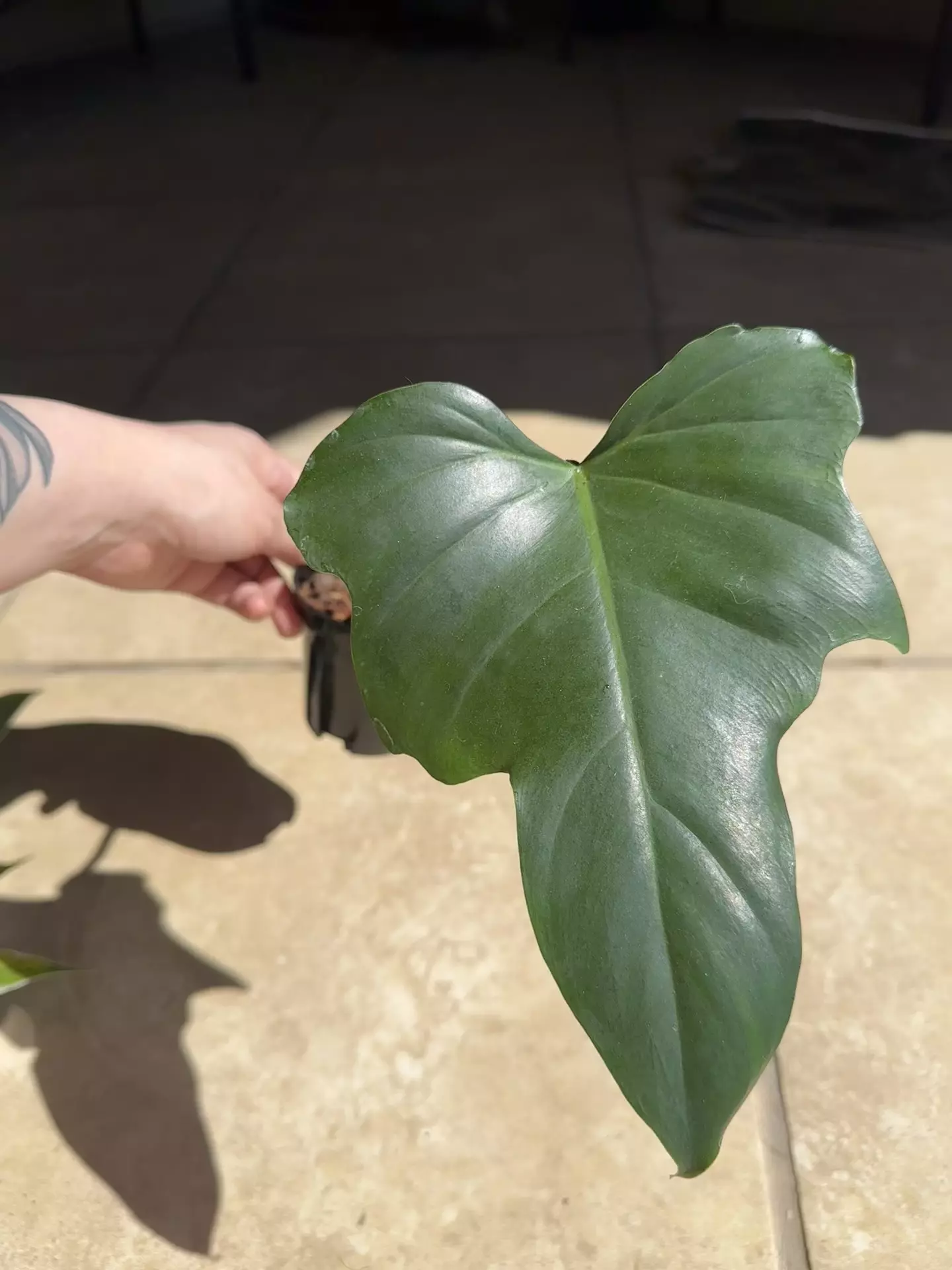 plant/Golden dragon-0