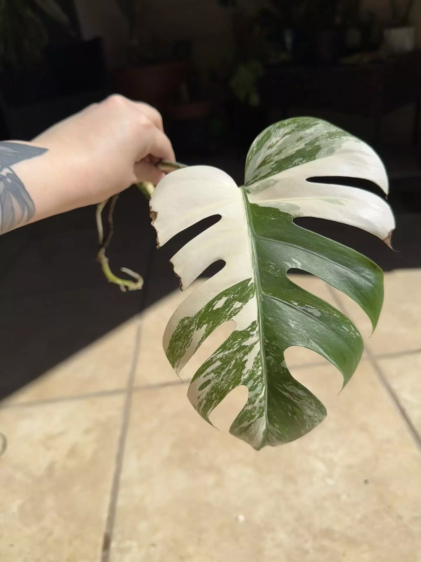 plant/Monstera Albo-1