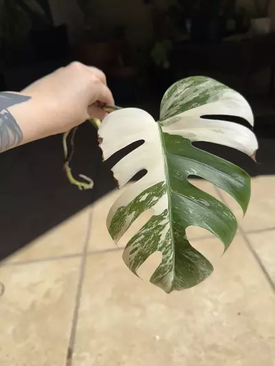plant/Monstera Albo-1-thumbnail