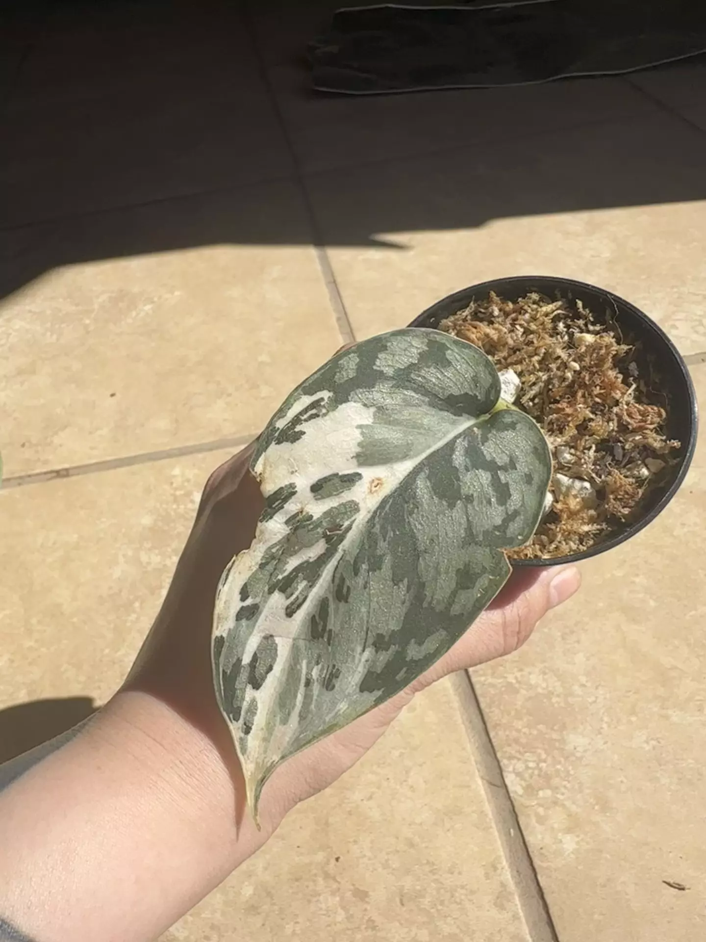 plant/Scindapsus Mariposa-0