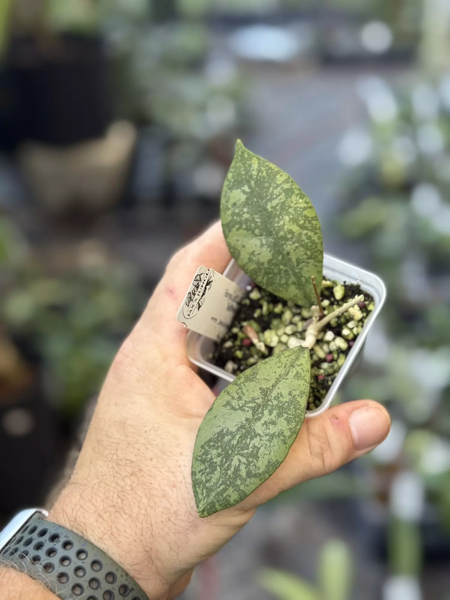 plant/Hoya AFF lambii splash-0