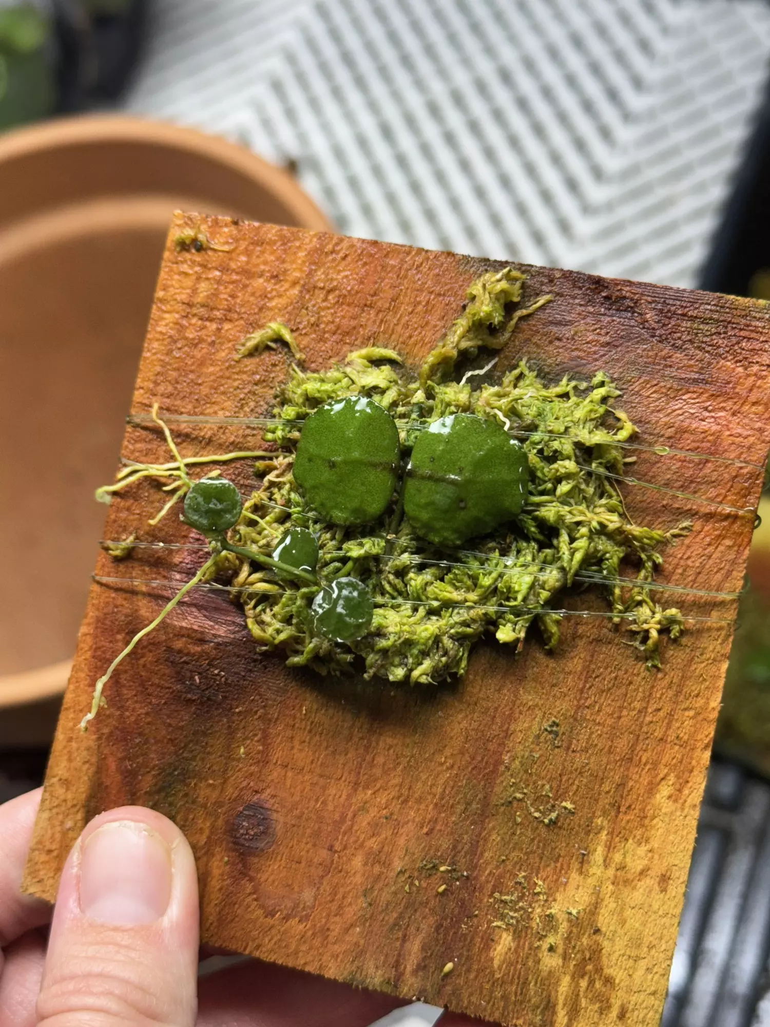 plant/Dischidia Imbricata -0