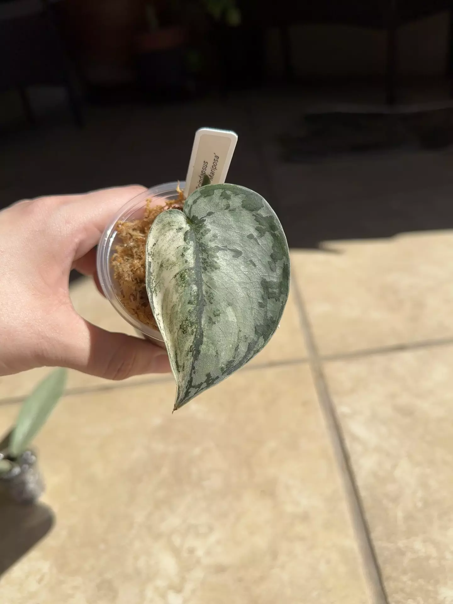 plant/Scindapsus Mariposa-0