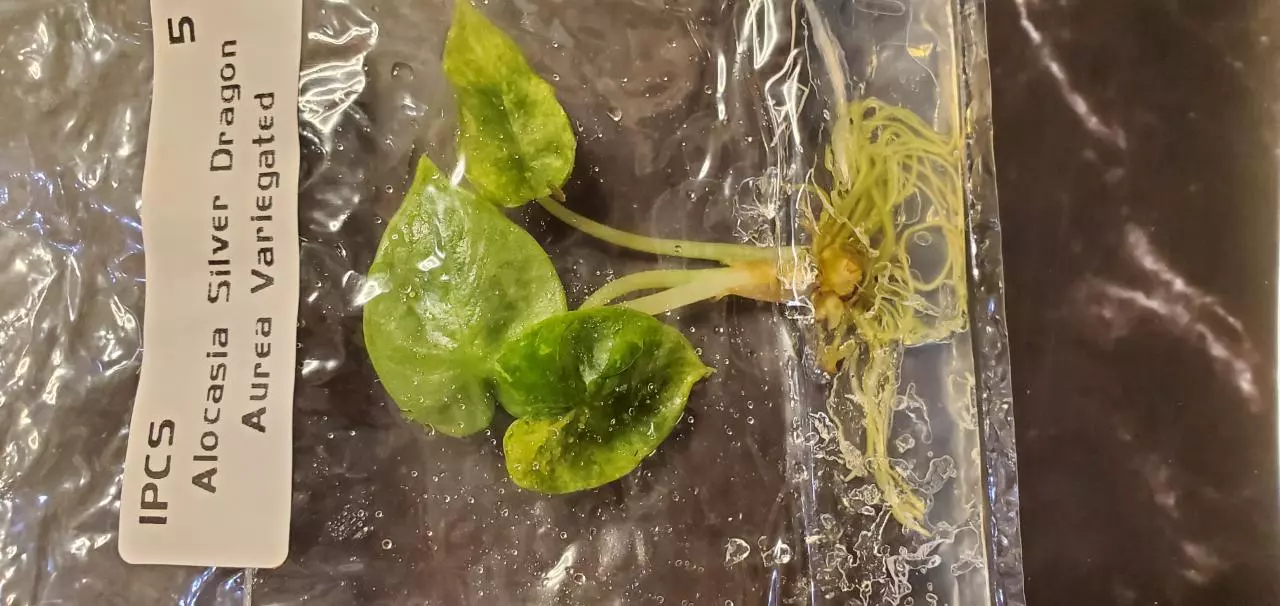 plant/AUREA SILVER DRAGON Variegated #5-0