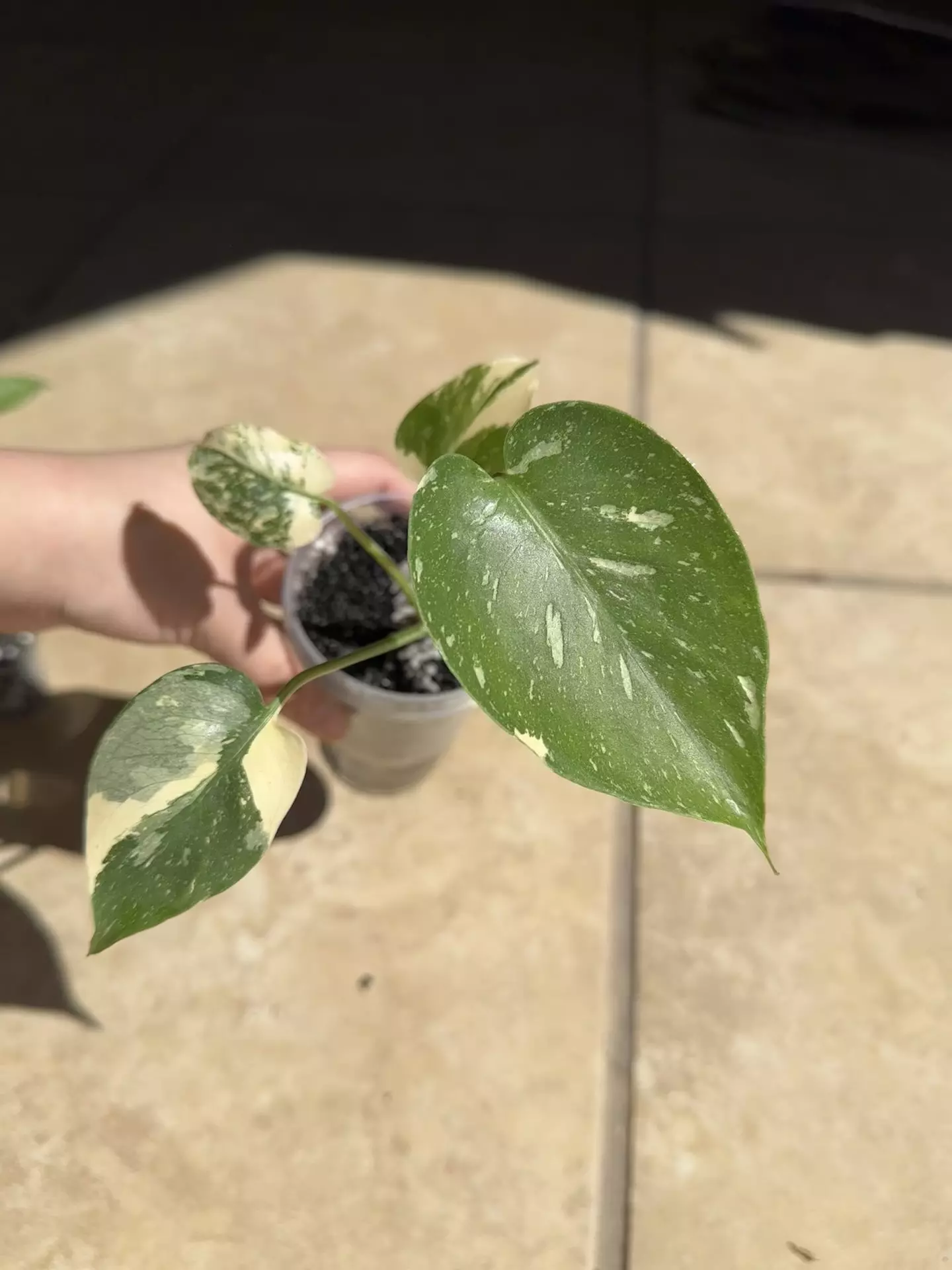 plant/Monstera ‘crème brûlée’-0