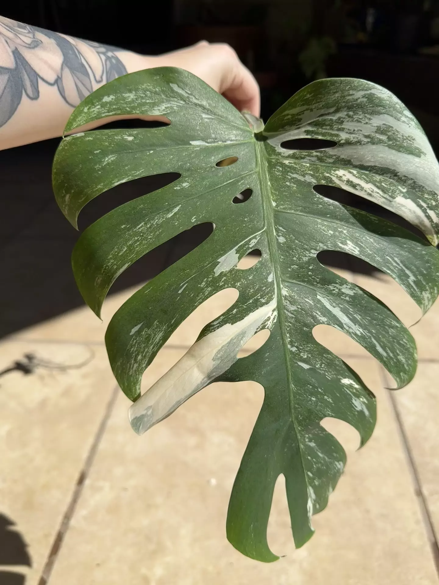 plant/Monstera Albo-1