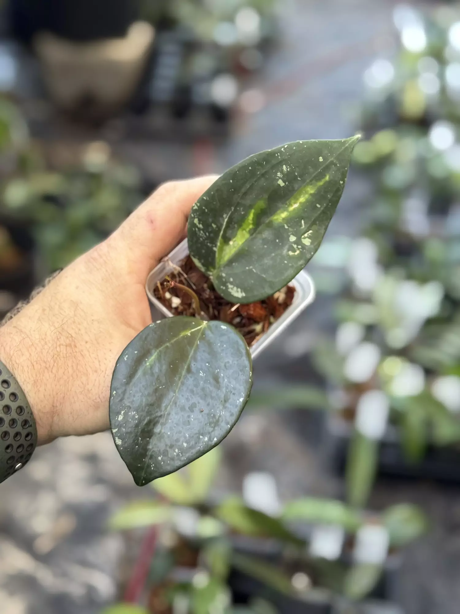 plant/Hoya Latifolia sp. Jabar inner var-0