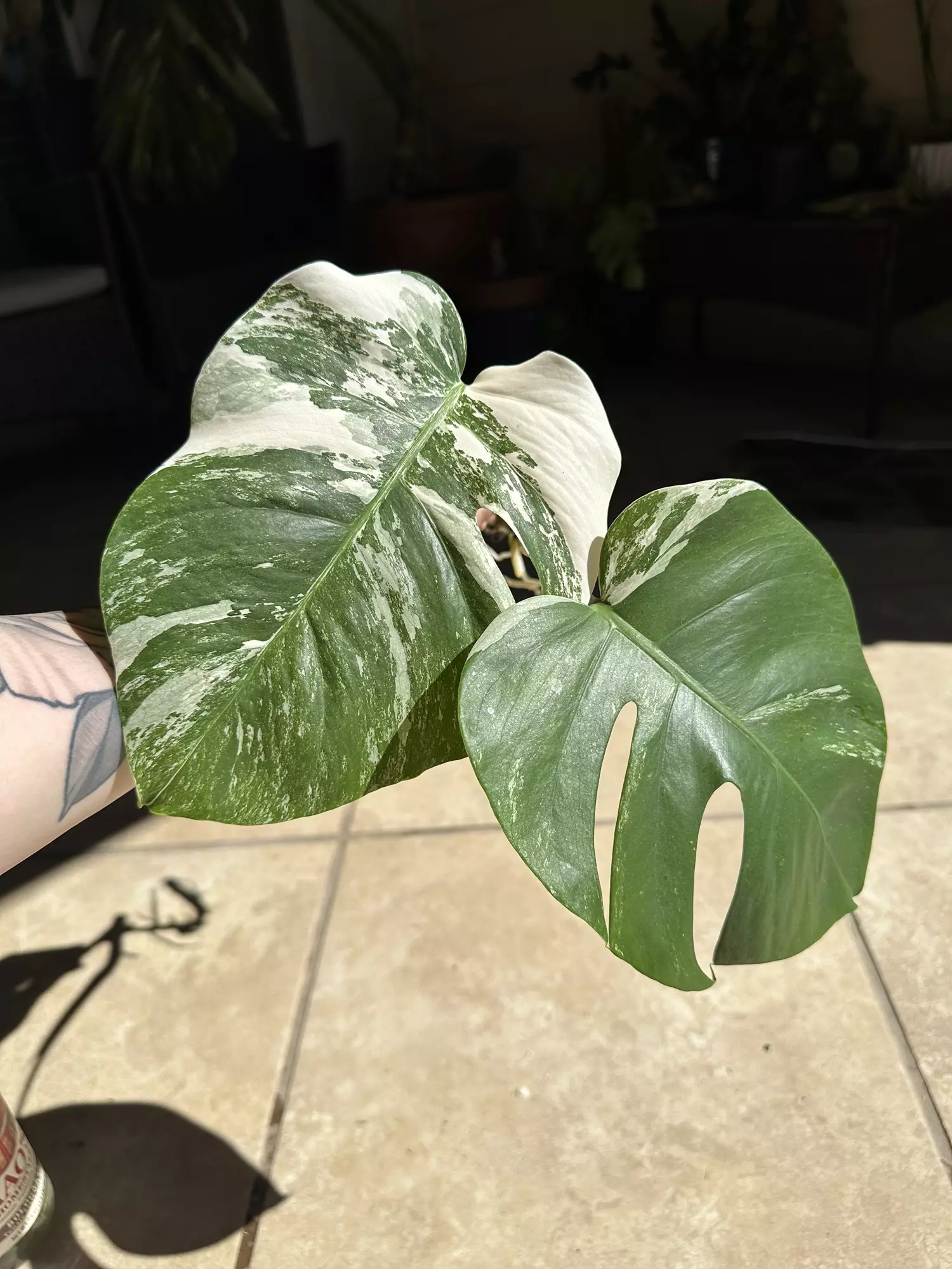plant/Monstera Albo-0
