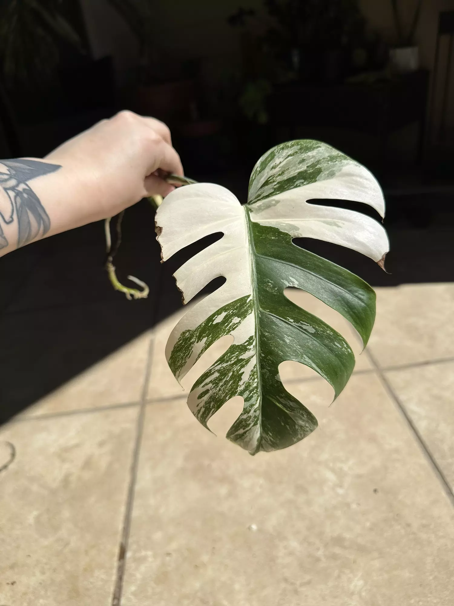 plant/Monstera Albo-0