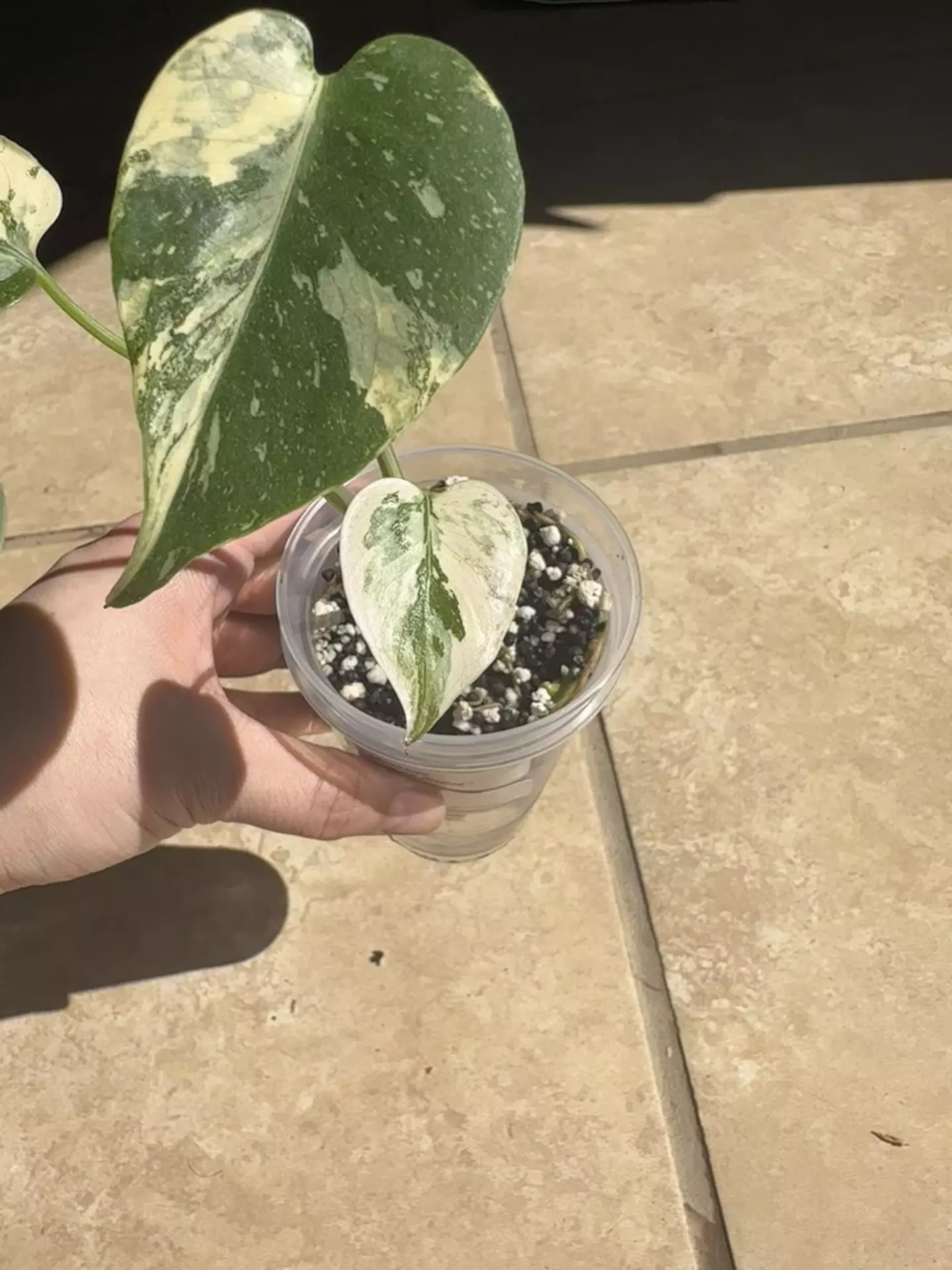 plant/Monstera ‘crème brûlée’-0