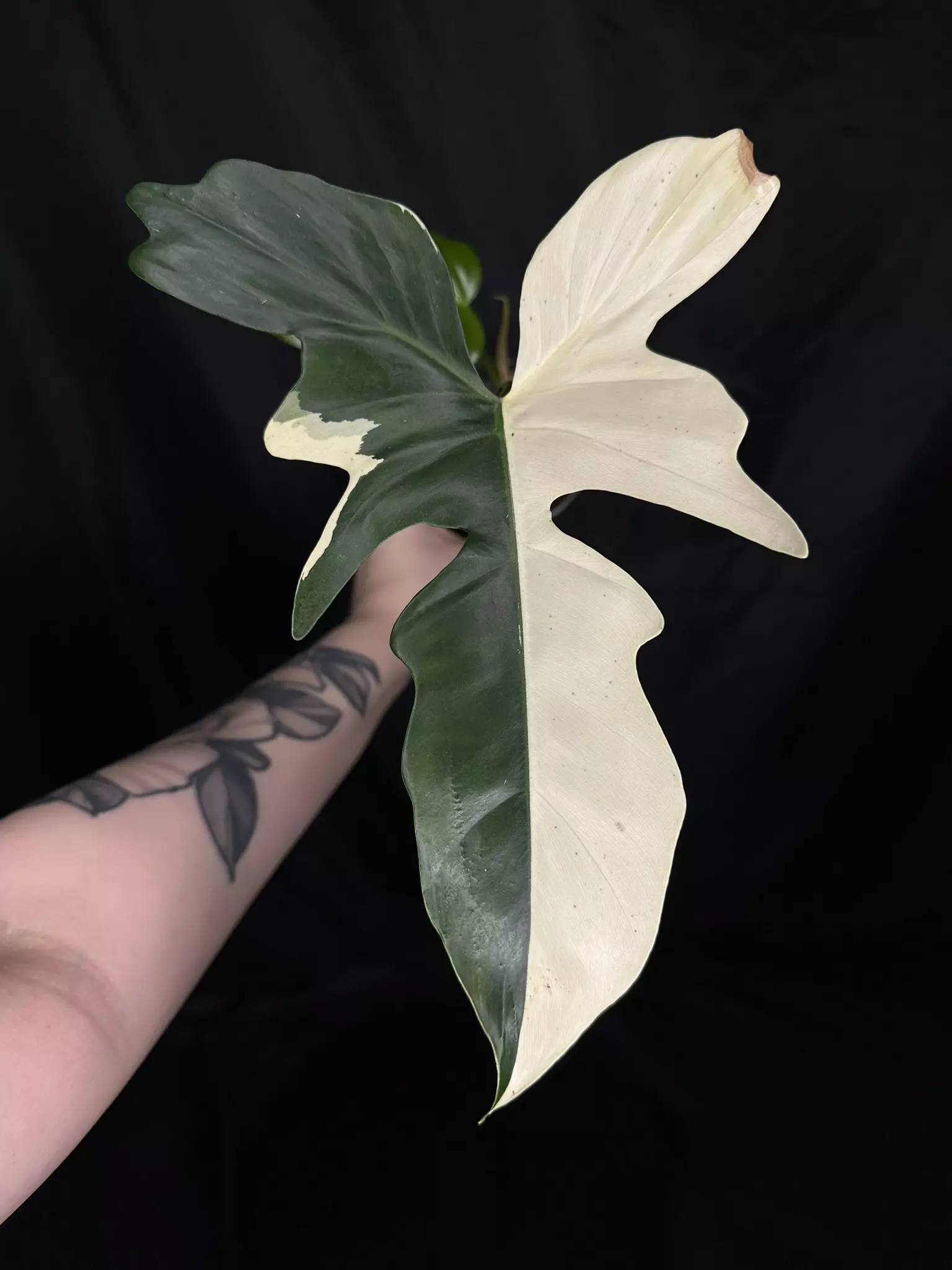 plant/Golden dragon-1