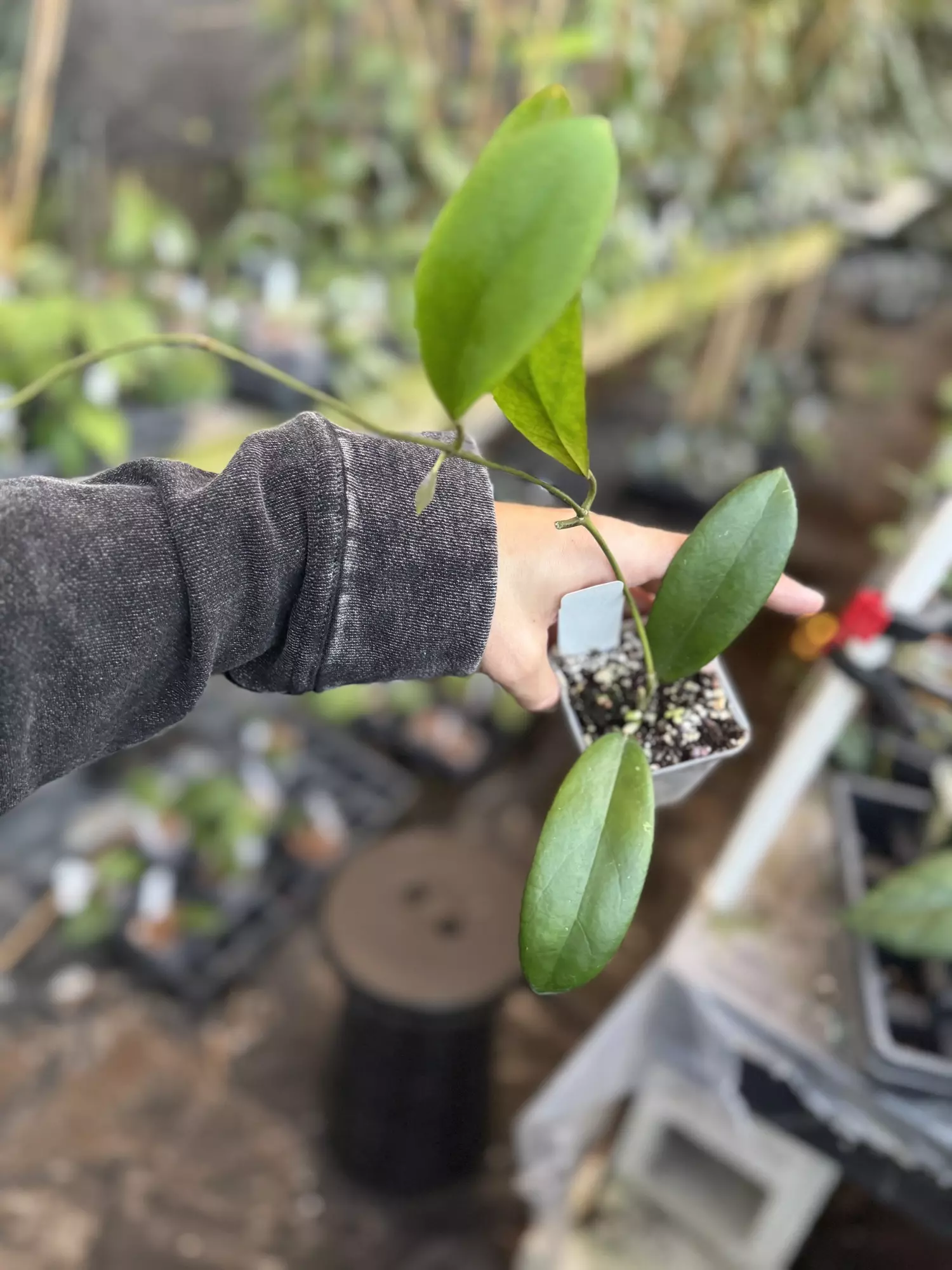 plant/Hoya mindorensis x joy-0