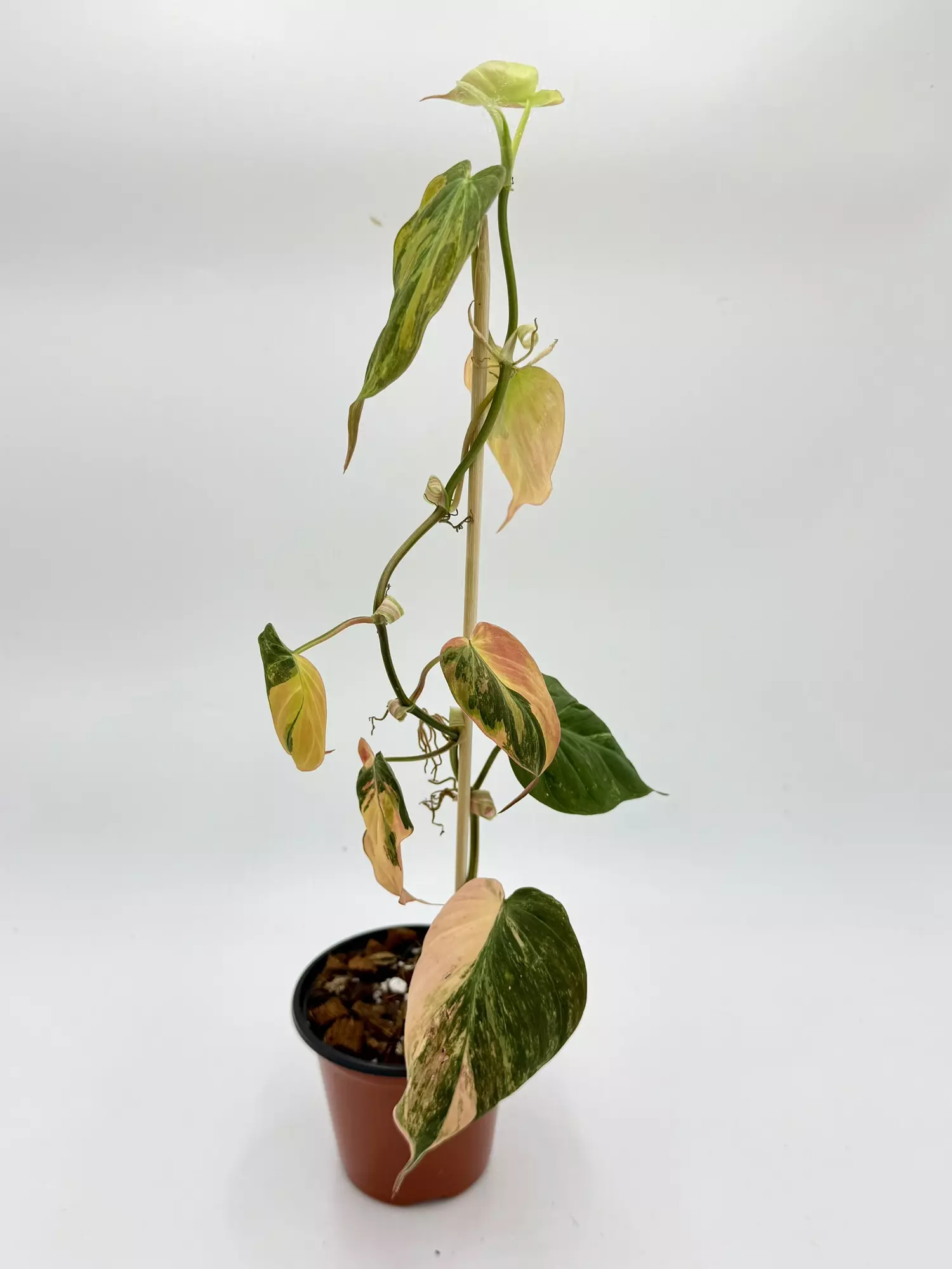 plant/Philodendron Micans Pink-0