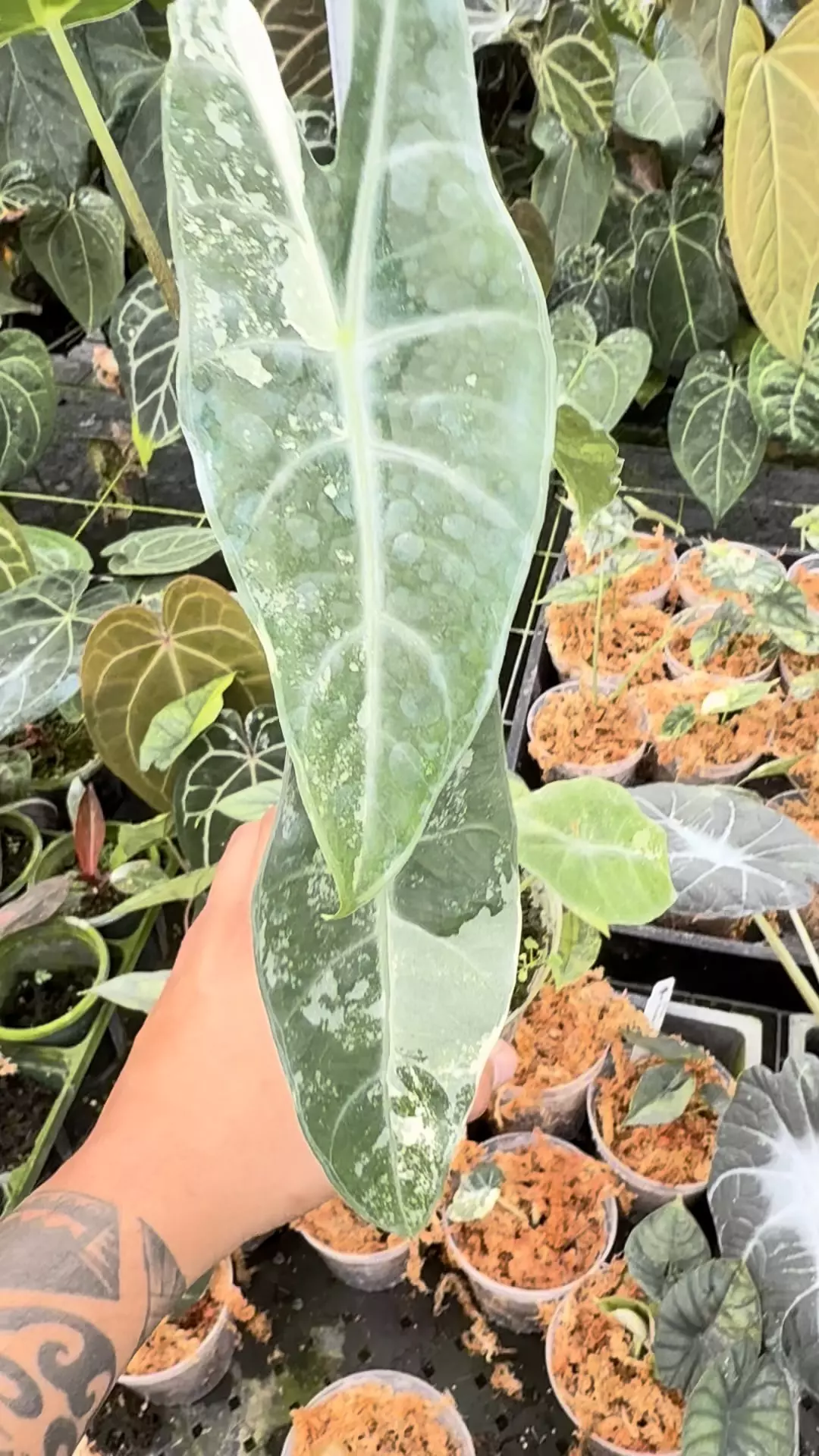 plant/Longiloba sp silver albo with corms -0