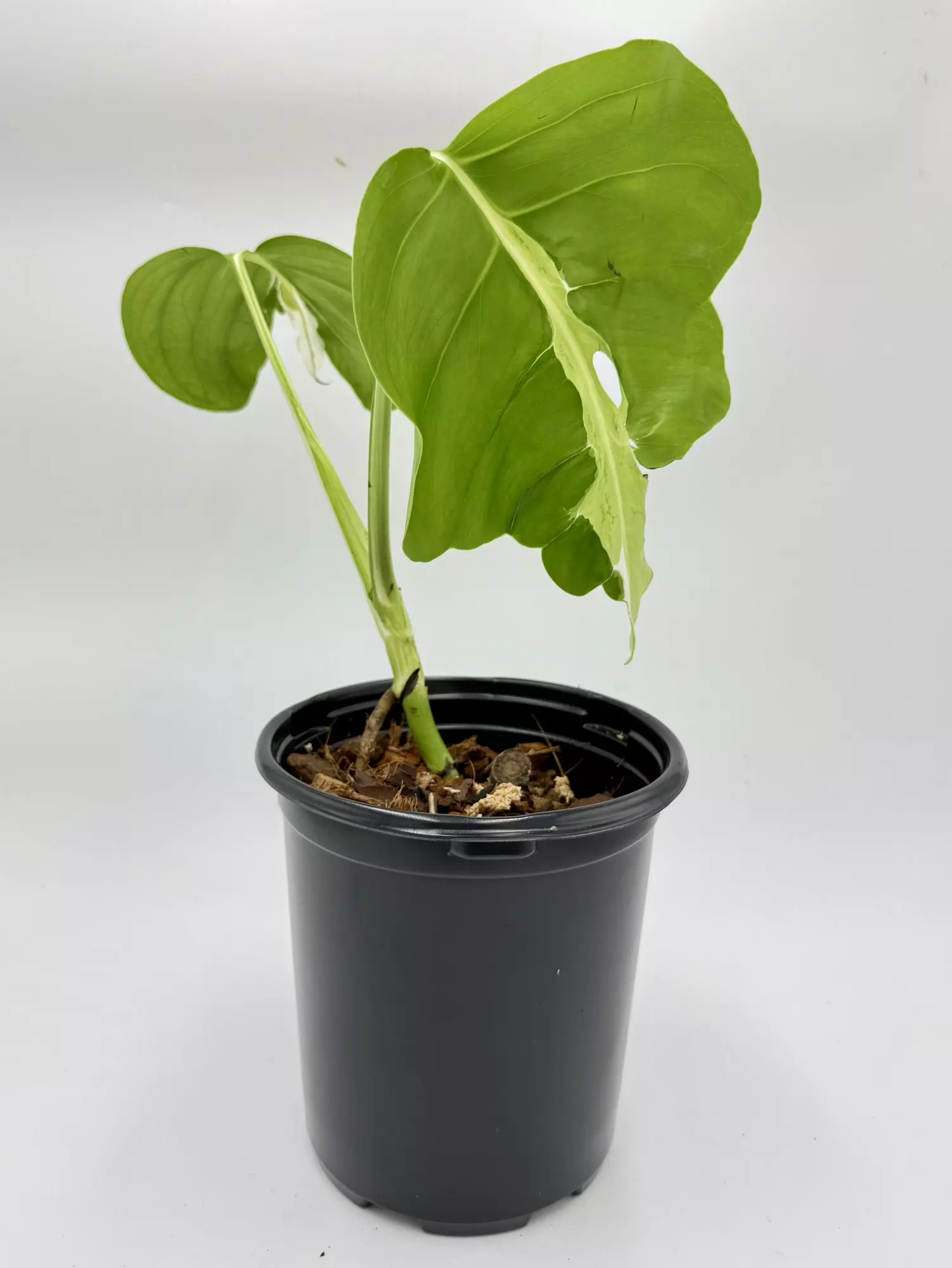 plant/Monstera White Lava-0