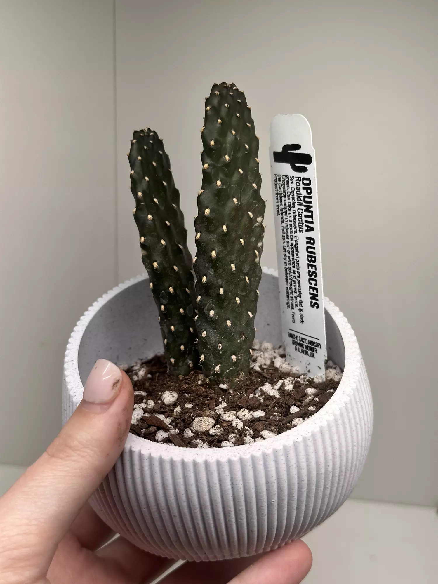 plant/Cactus in handmade pot-0