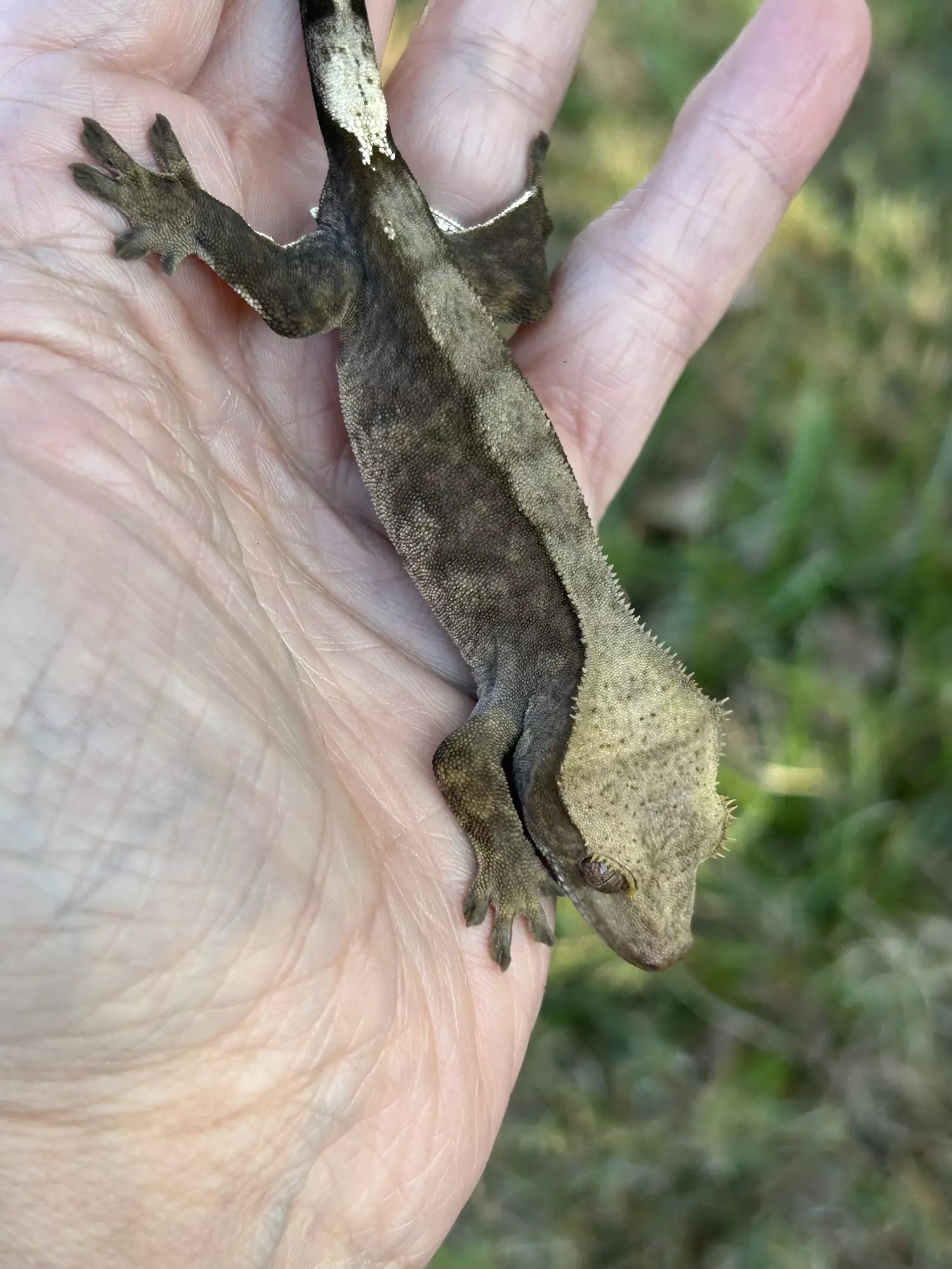 plant/Liliana x master Yi male 10g 5/21/25-0