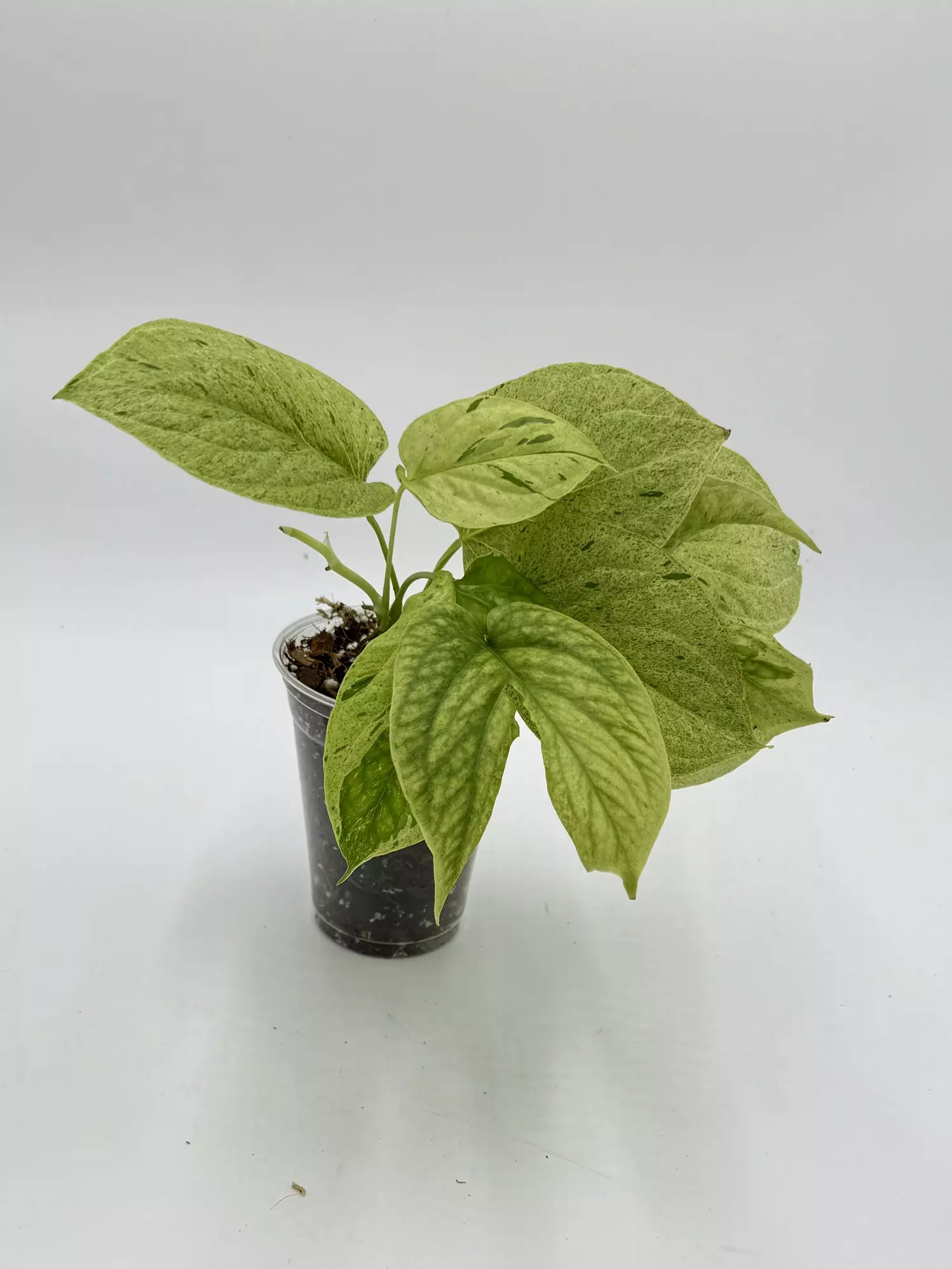 plant/Amydrium Zipp. Mint-0