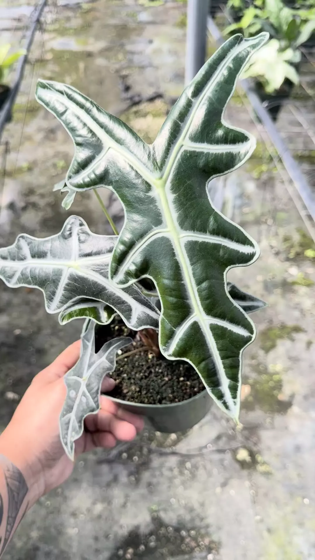 plant/Reverted pink nobilis with pup -0