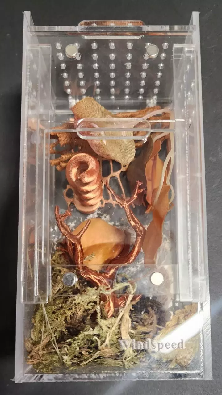 plant/Cutie Coffin-0