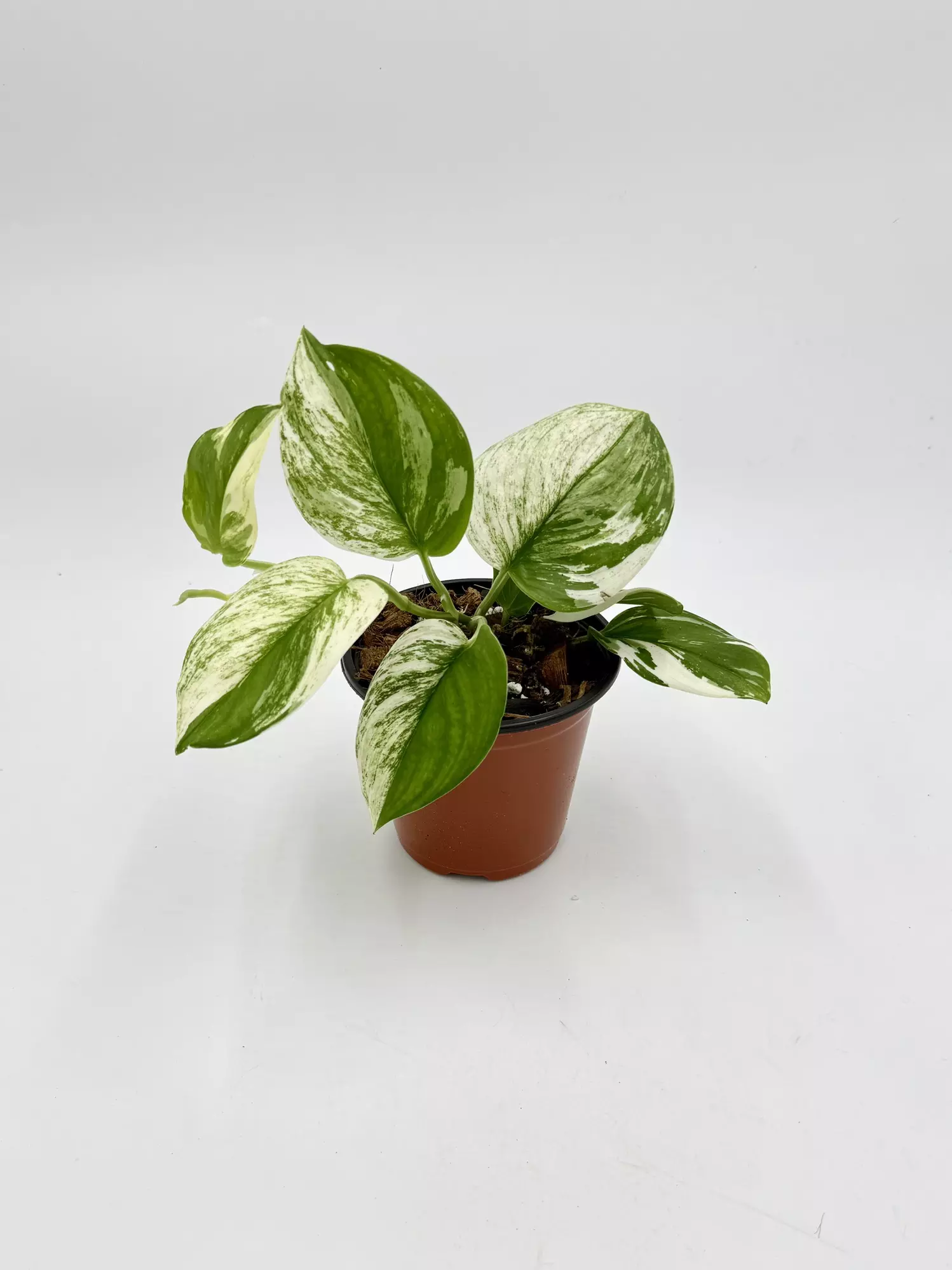 plant/Scindapsus Moonlight Albo-0