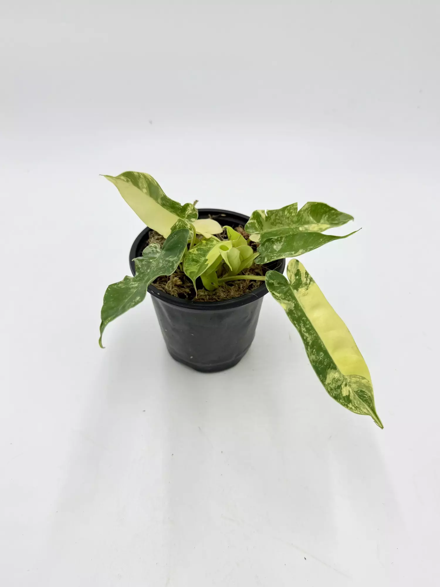 plant/Philodendron Var Billie-0