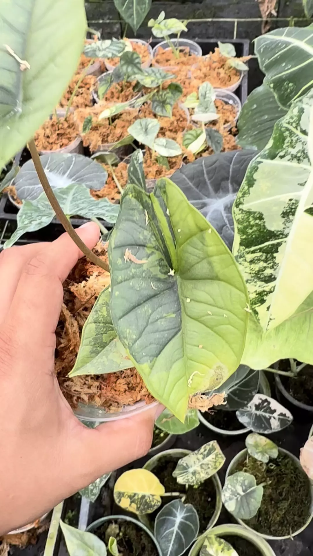 plant/Platinum Aurea high color -0