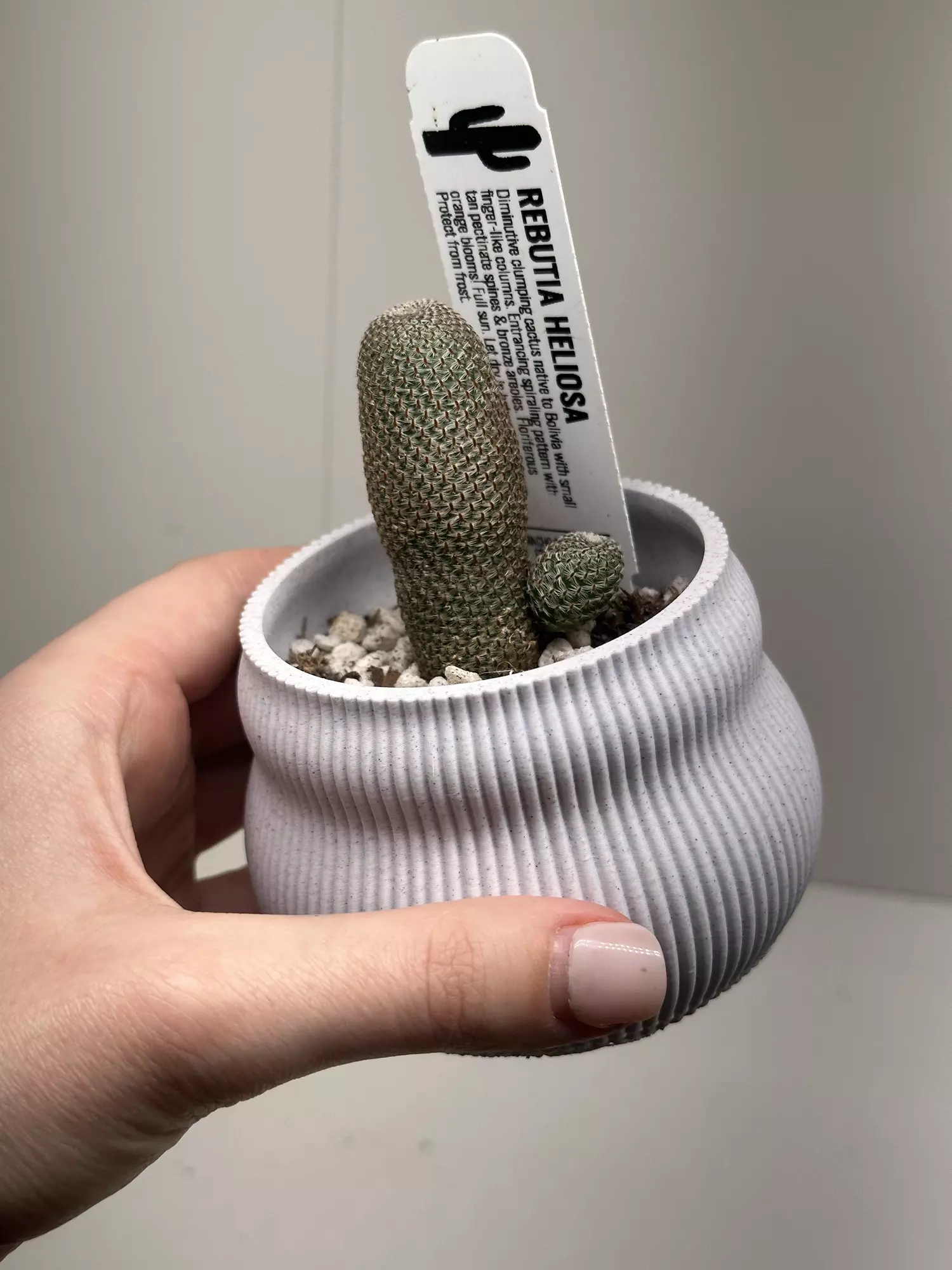 plant/cactus in handmade pot-0