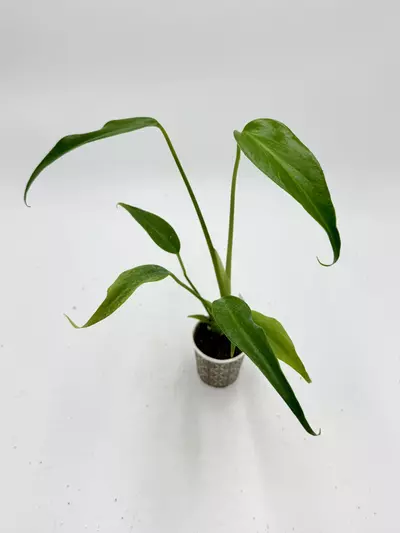 plant/Monstera Burle Marx Flame-0-thumbnail