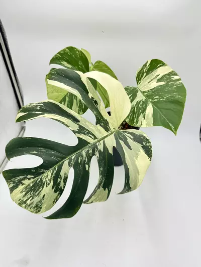 plant/Monstera Jungle Mint-0-thumbnail