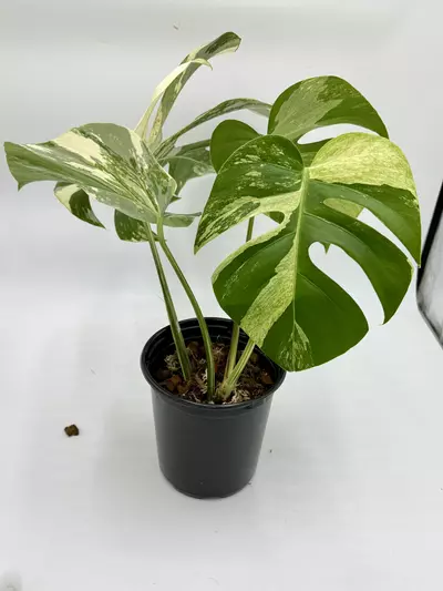 plant/Monstera Jungle Mint-1-thumbnail