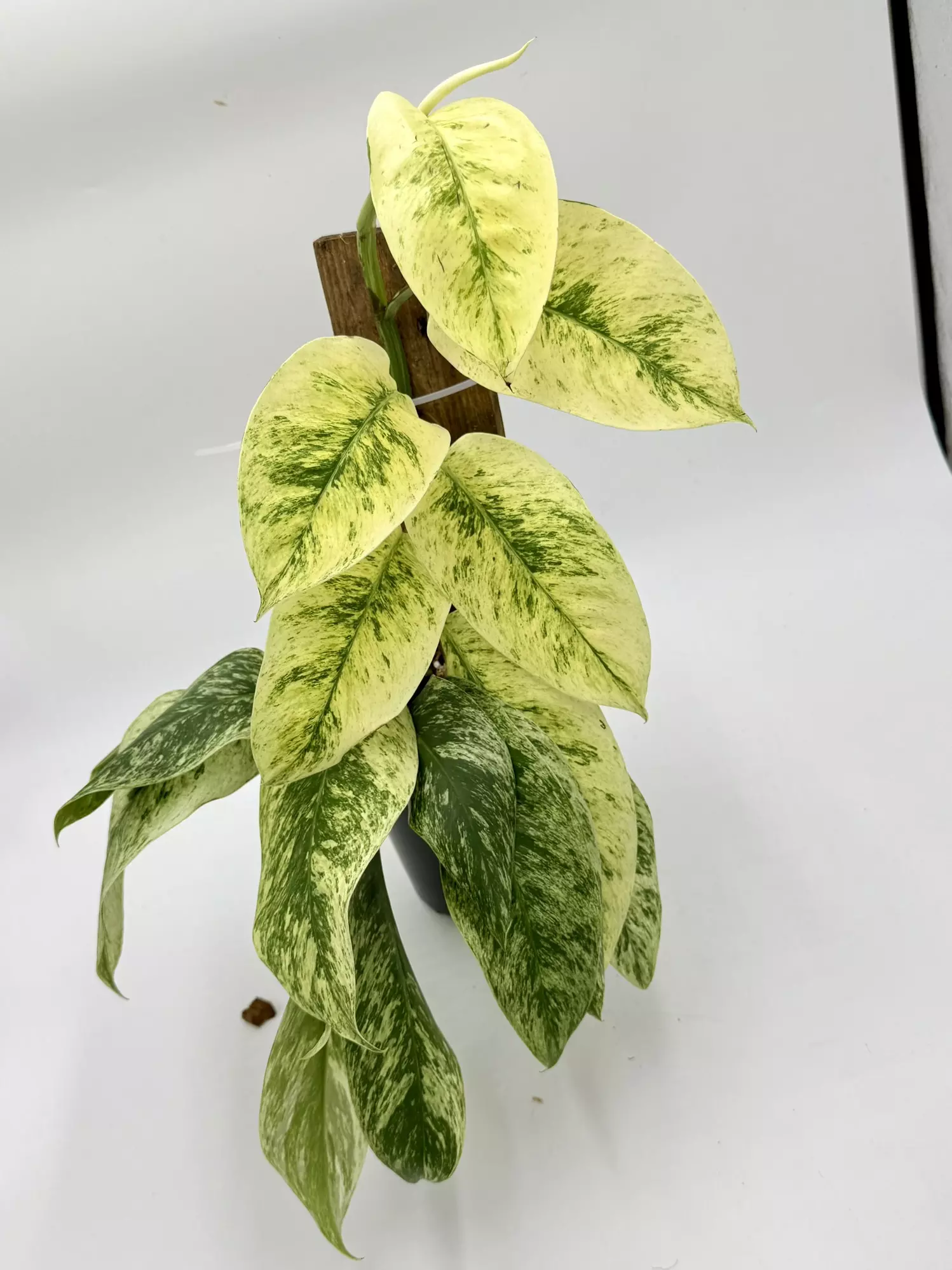 plant/Rhaph. Eliptusflora Var-0