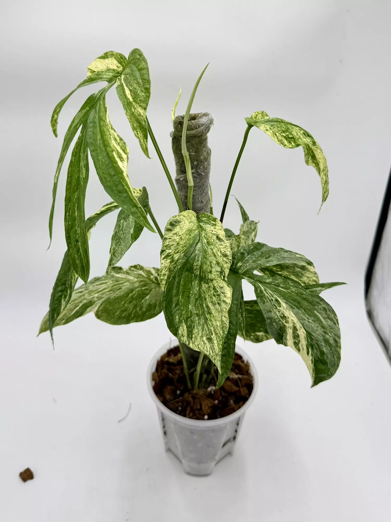 plant/Amydrium Zippelanium Var. -0