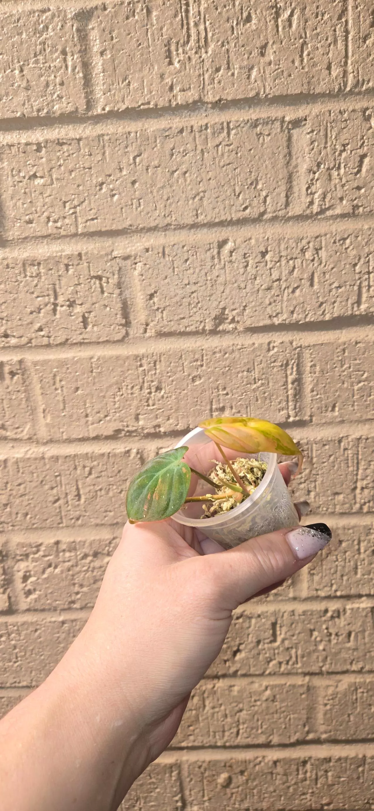 plant/Variegated philodendron mican starter-1