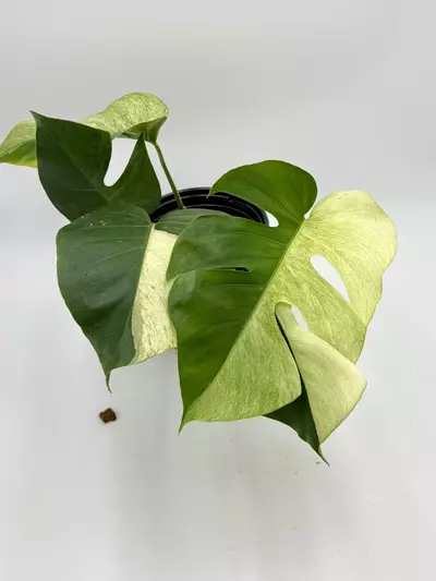 plant/Monstera Jungle Mint sectoral-0-thumbnail