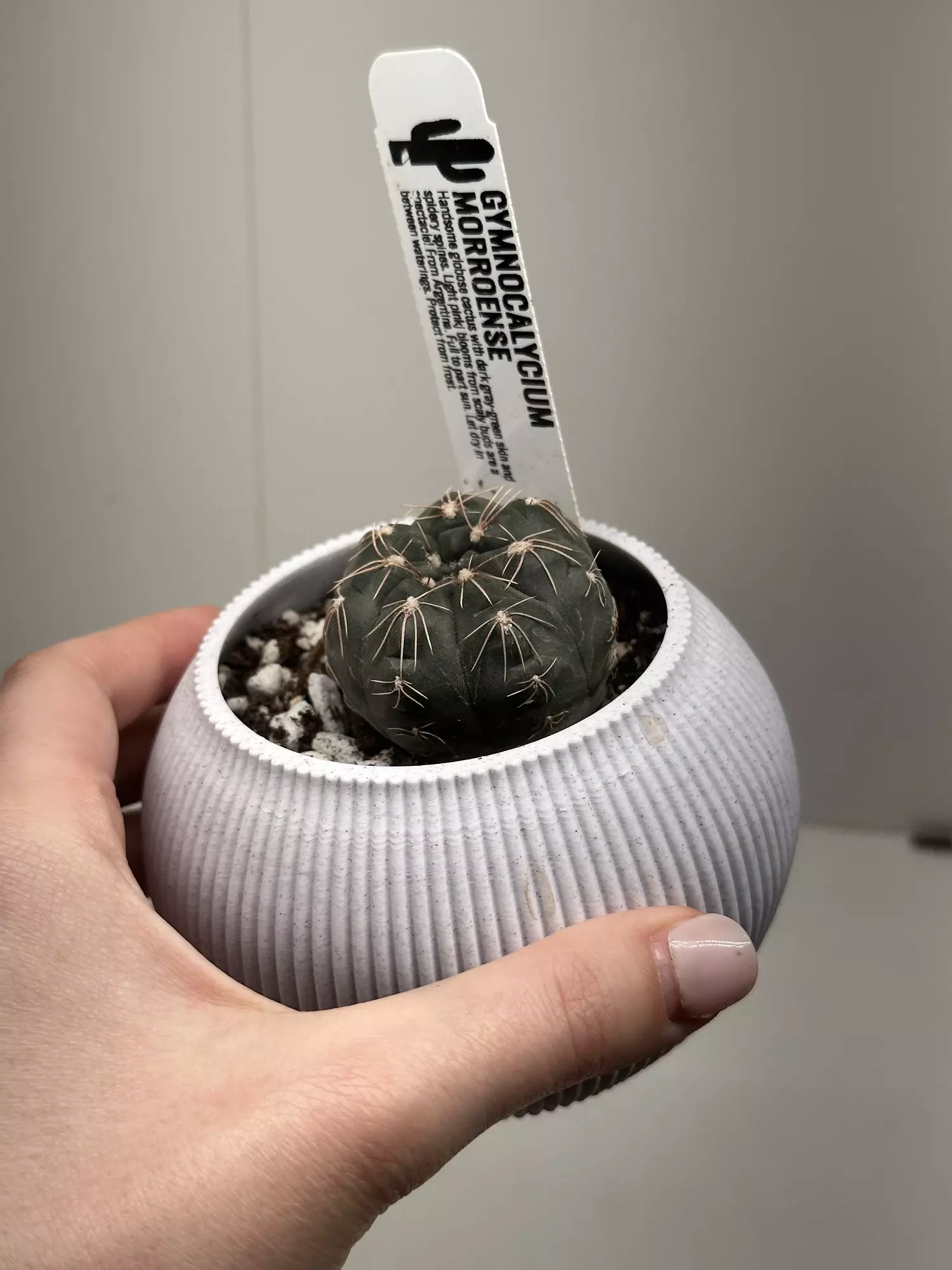 plant/Globe cactus in handmade pot-0