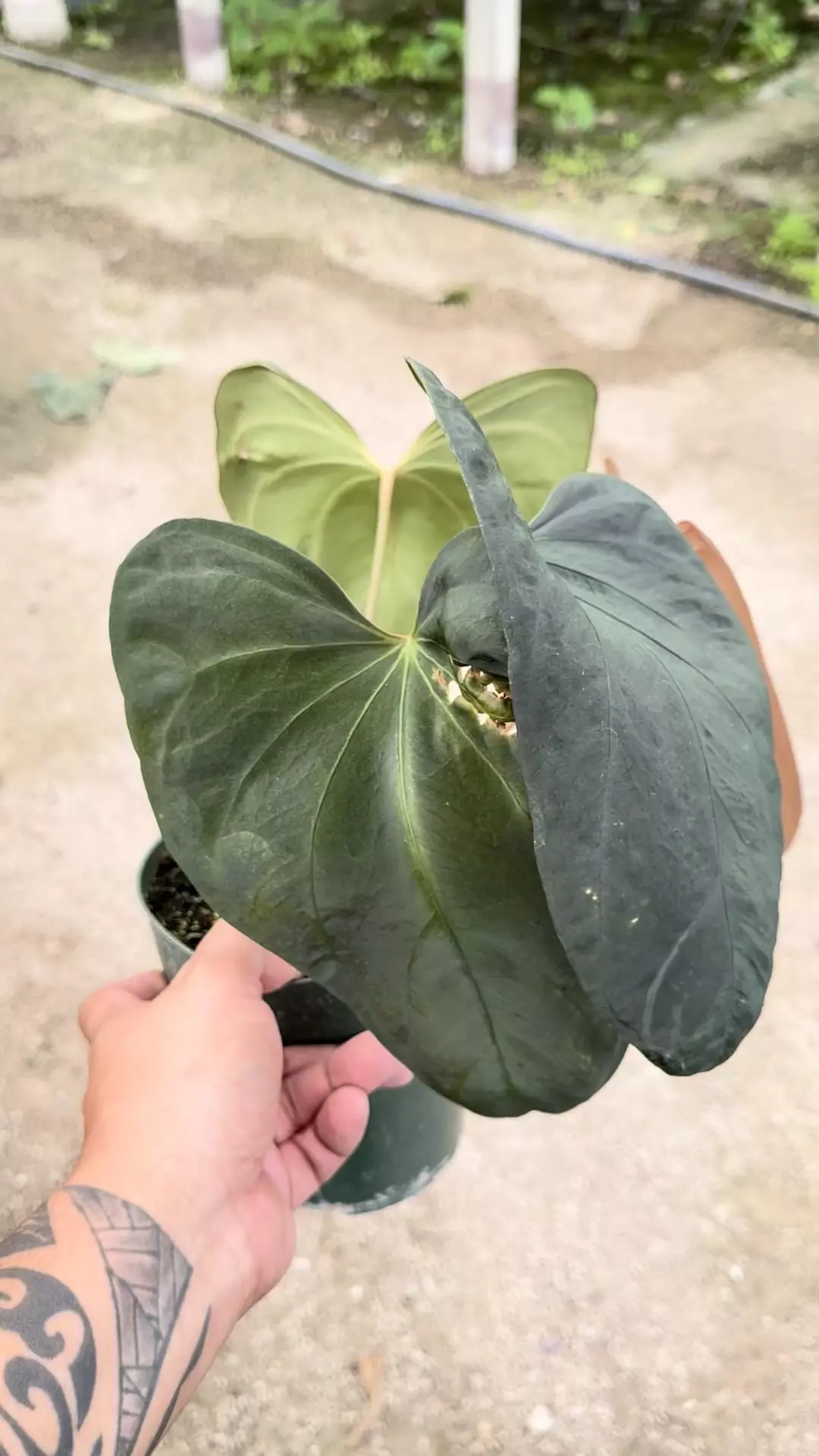 plant/Tezula bvep x red crystal 2 plants  -0