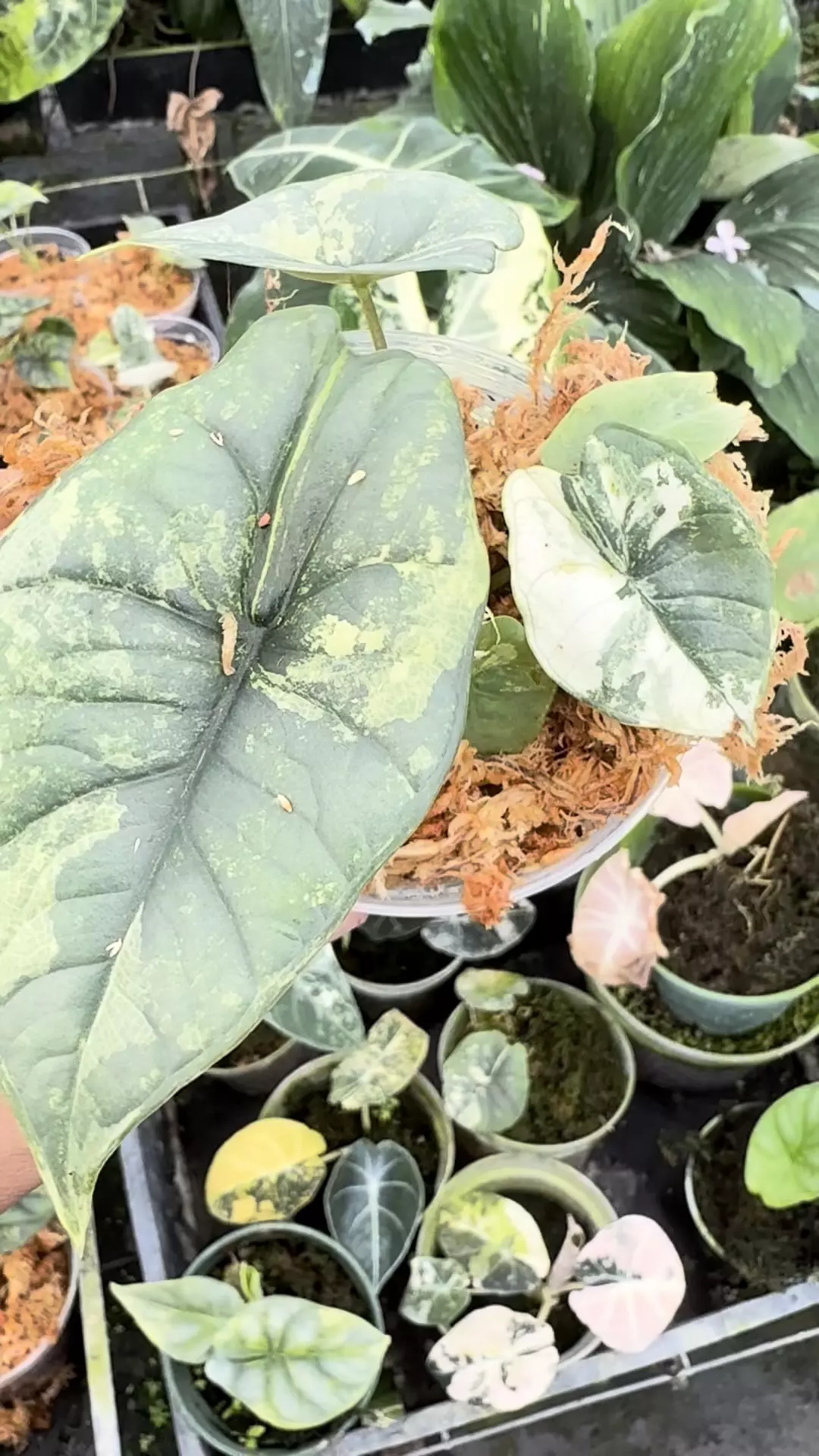 plant/Alocasia platinum albo comes in yellow burns in white -0