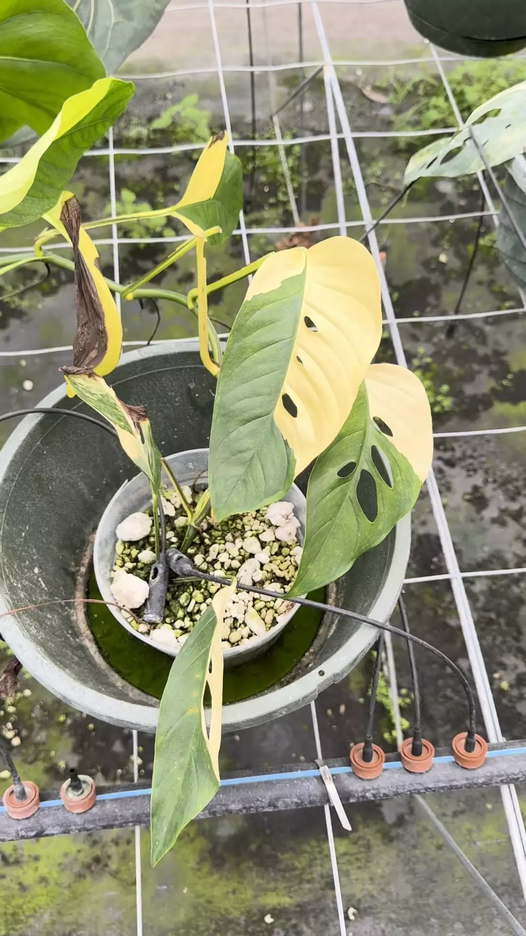 plant/Monstera laniata Aurea -0