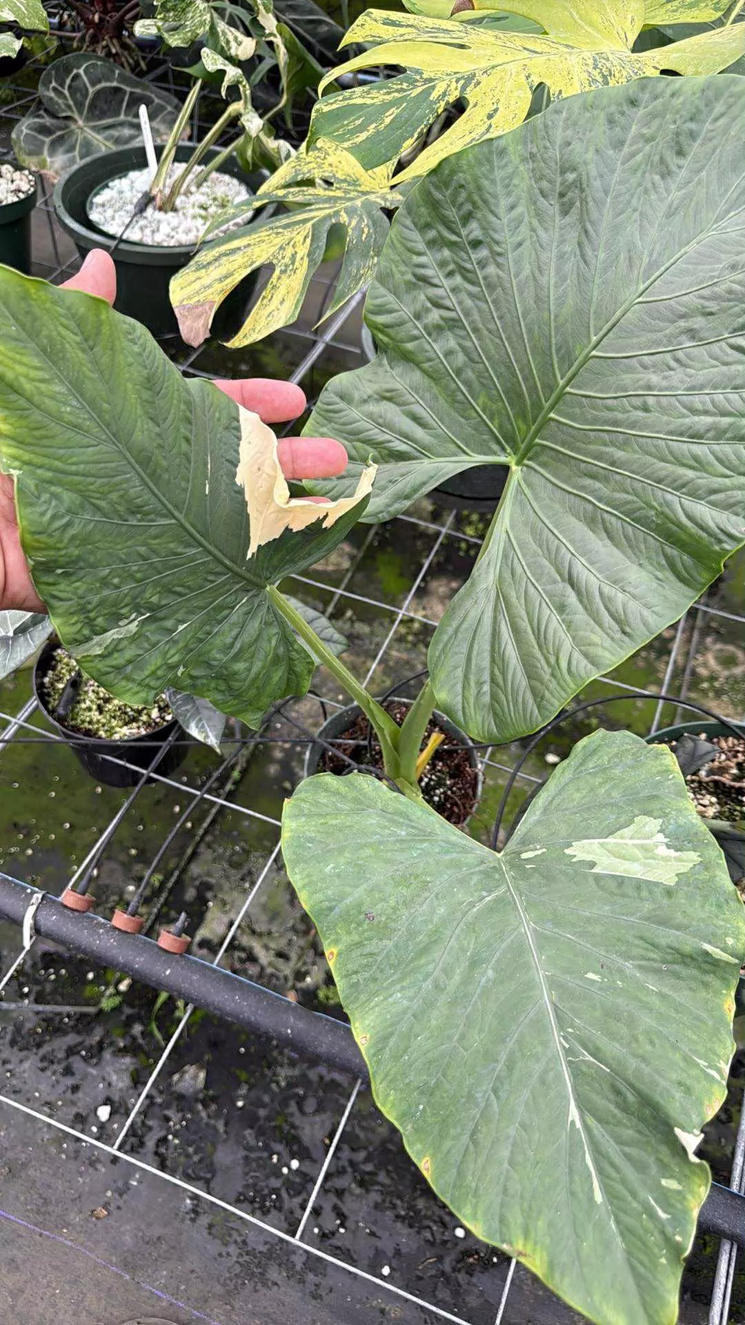 plant/Xl rare species Alocasia alba albo mother plant-0