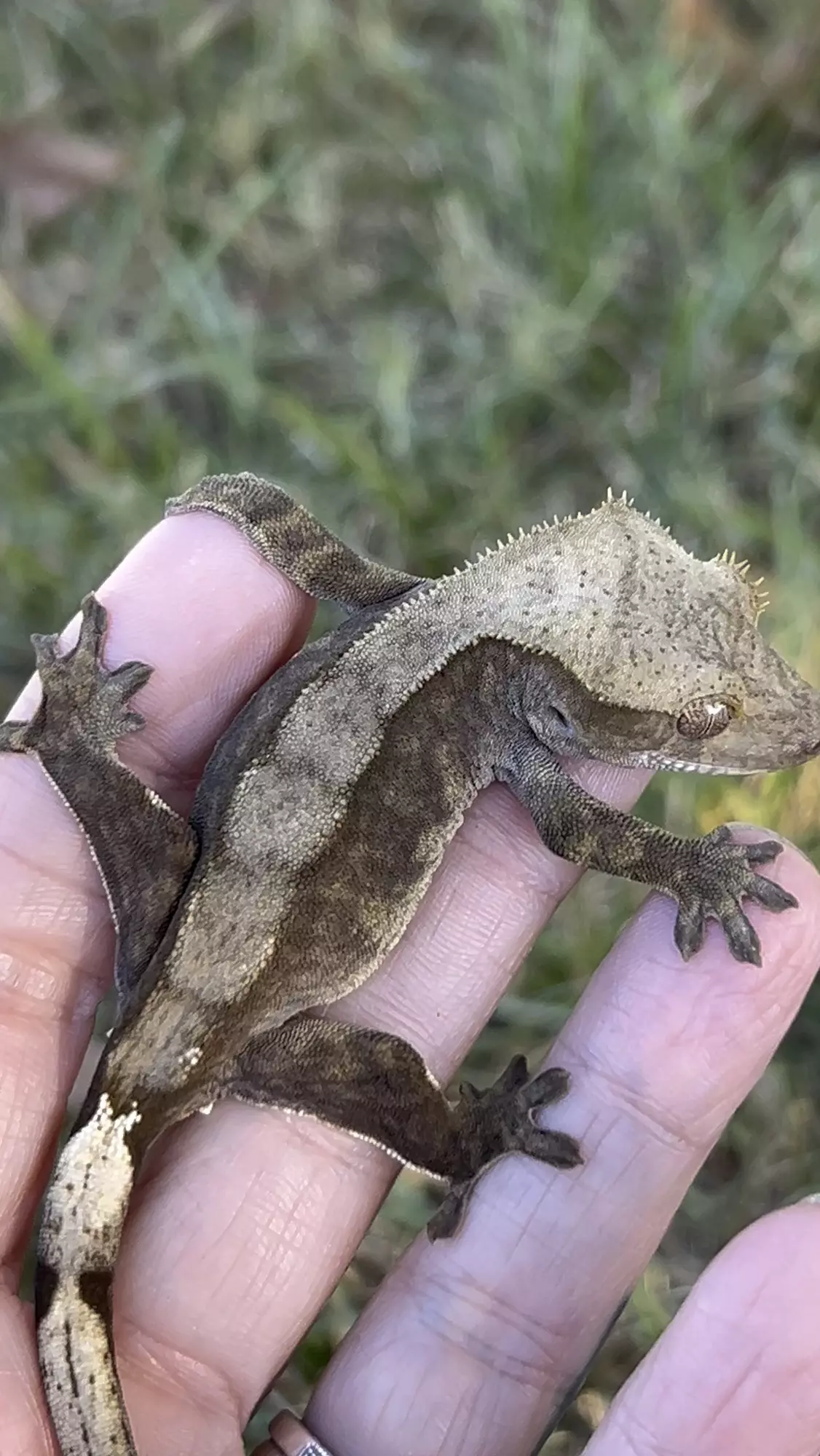 plant/Liliana x master Yi male 10g 5/21/25-1