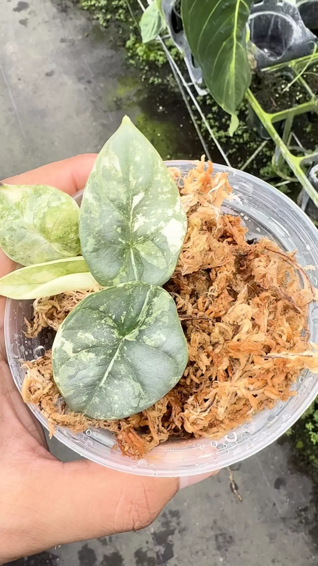 plant/Silver dragon albo-0