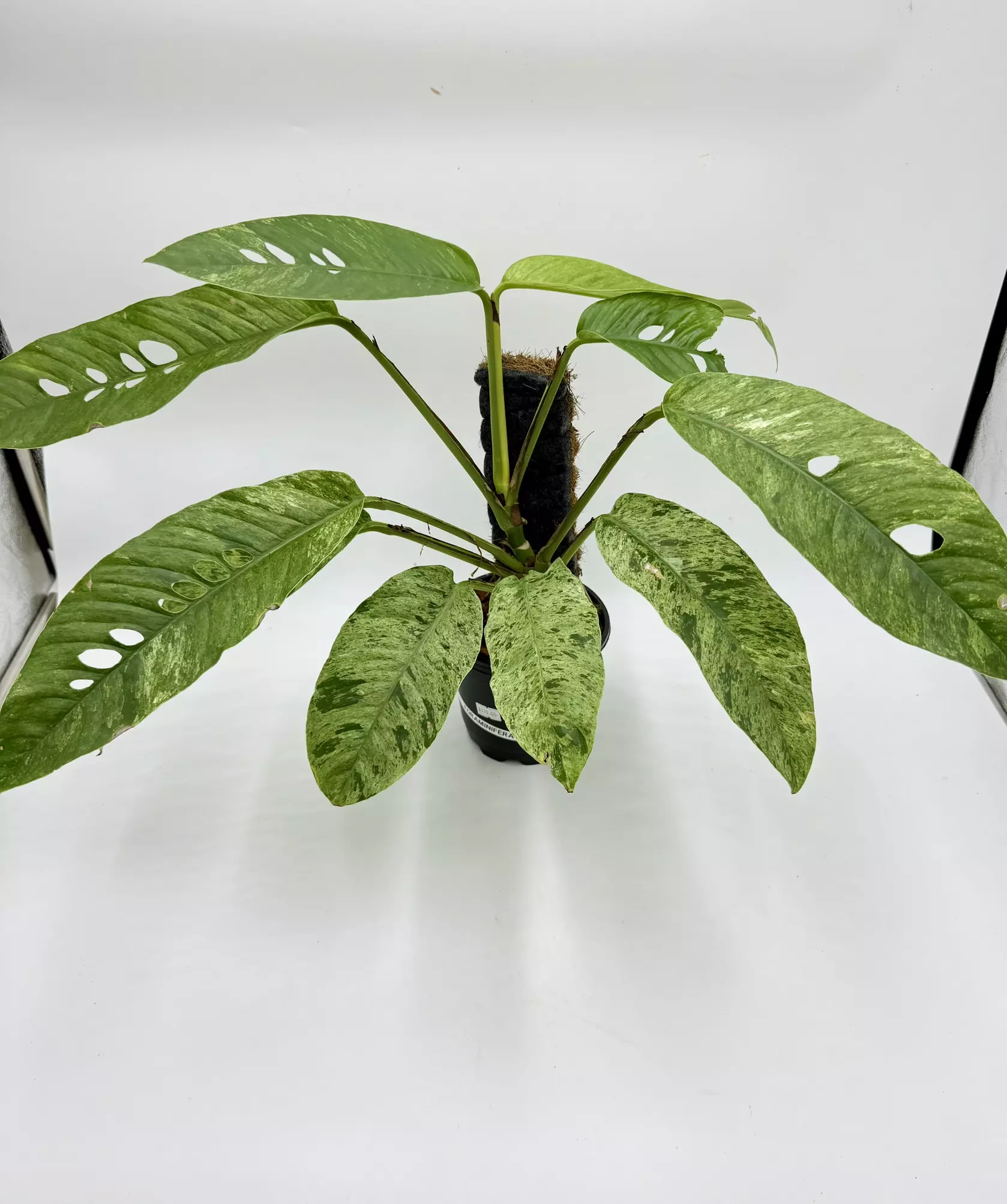 plant/Rhaph. Foraminifora Var.-0