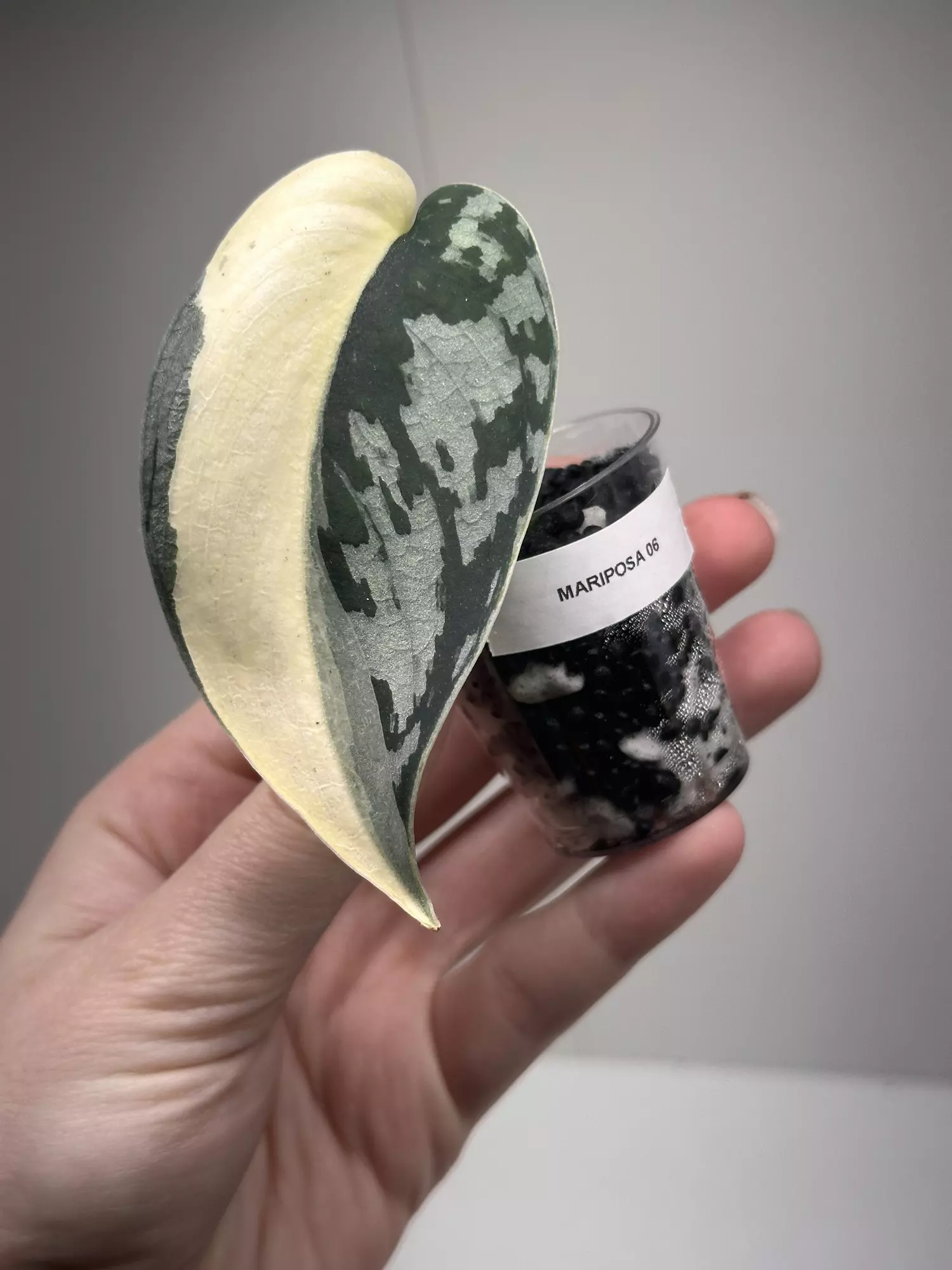 plant/Scindapsus mariposa cutting-0