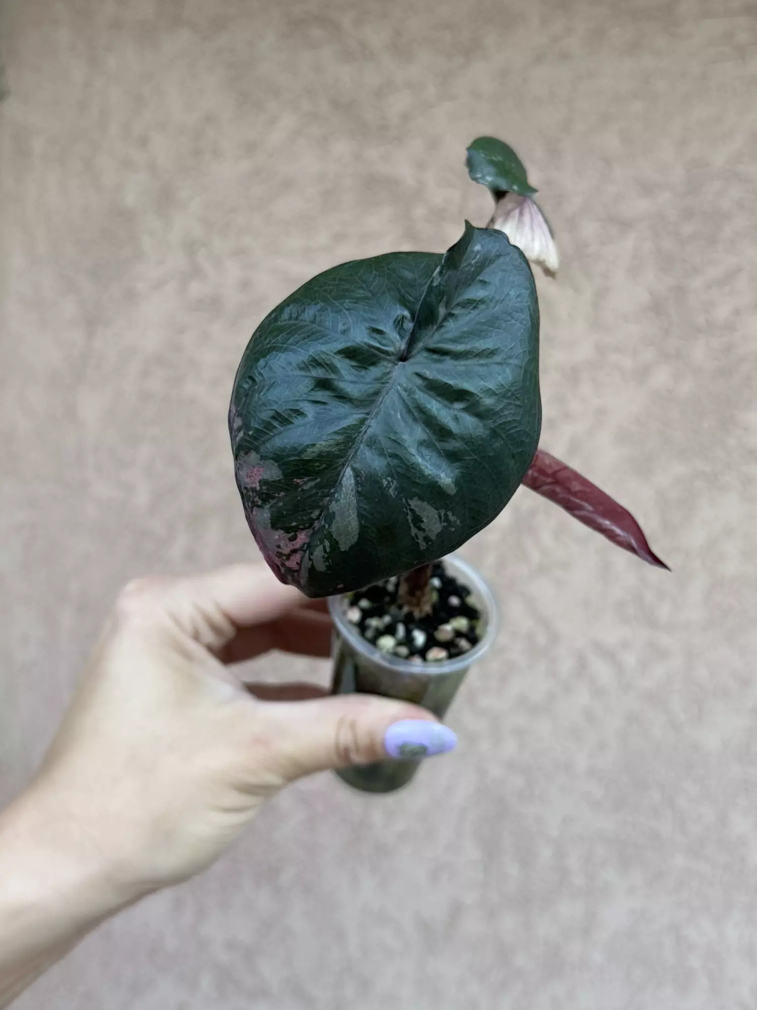 plant/Serendipity 3 leaf pup-0